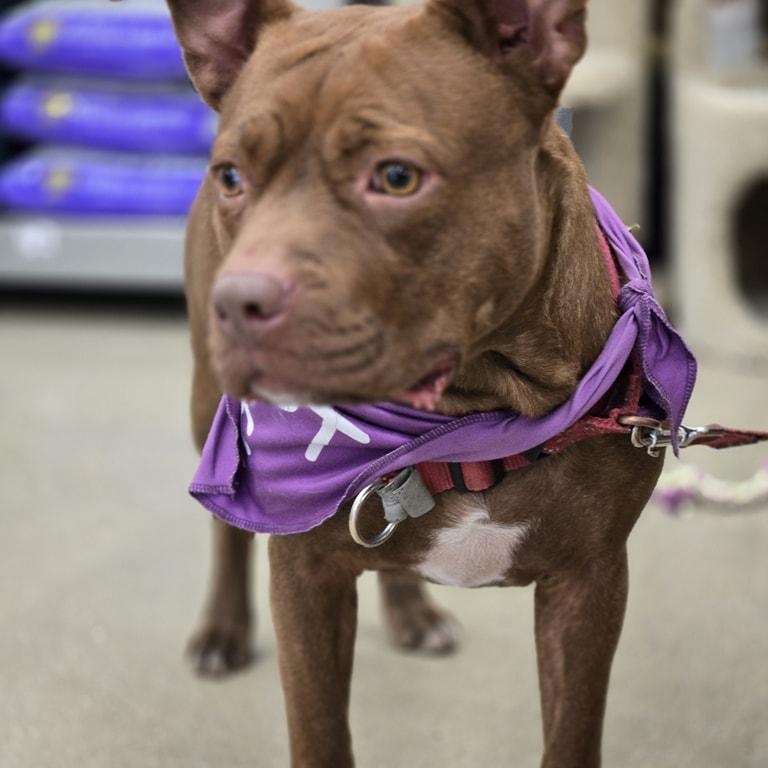 Cinnamon, Adult Female unknown
