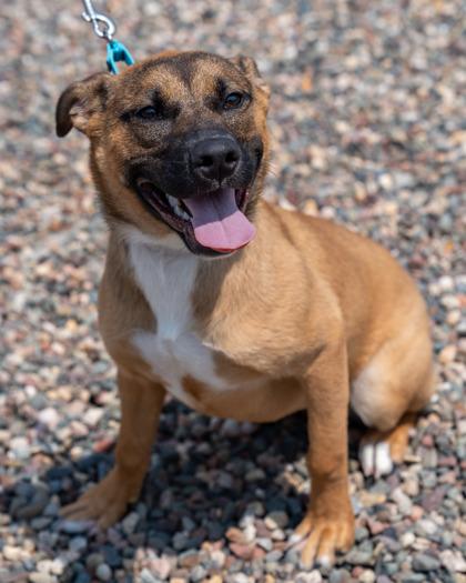 Margaret, a Adoptable mixed breed in Pequot Lakes, MN image 1/3
