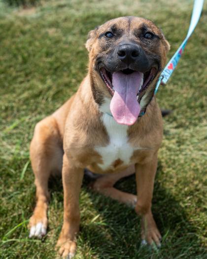 Margaret, a Adoptable mixed breed in Pequot Lakes, MN image 2/3