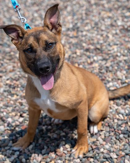 Margaret, a Adoptable mixed breed in Pequot Lakes, MN image 3/3