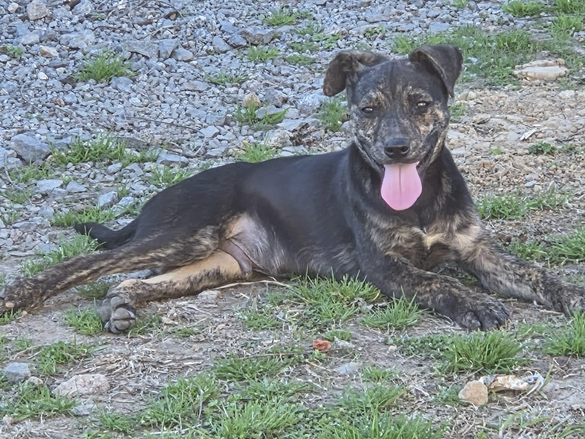 Rex, a ADOPTABLE mixed breed in Redfield, AR image 4/4