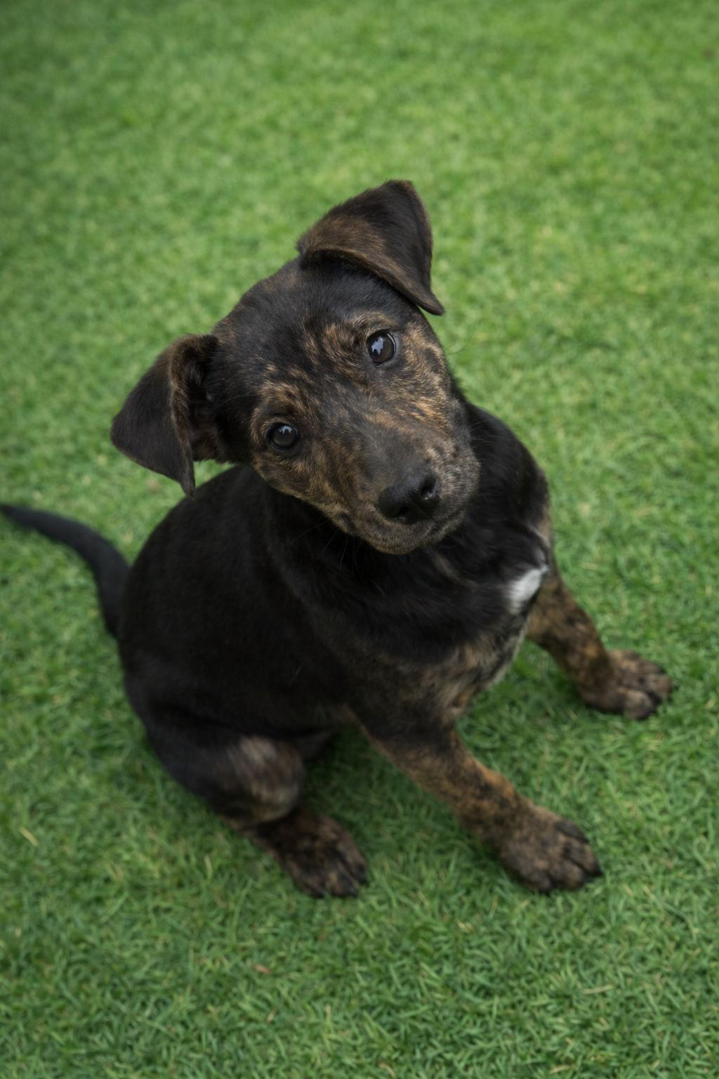 Rex, ADOPTABLE, Young Male Mixed Breed.