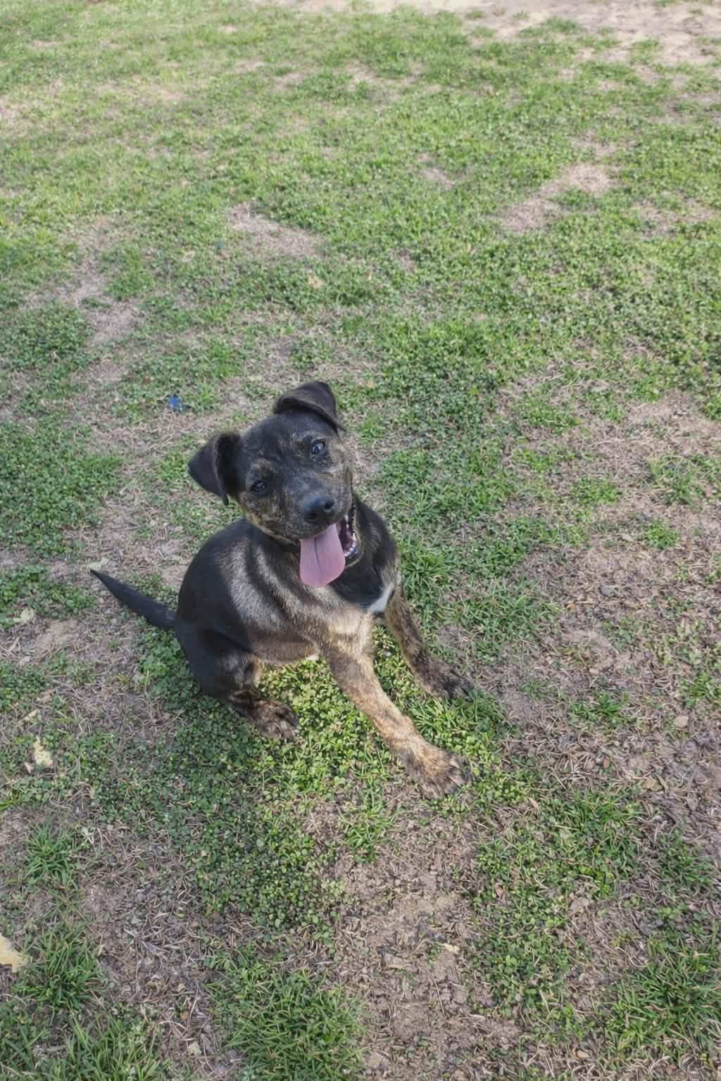 Rex, a ADOPTABLE mixed breed in Redfield, AR image 2/4
