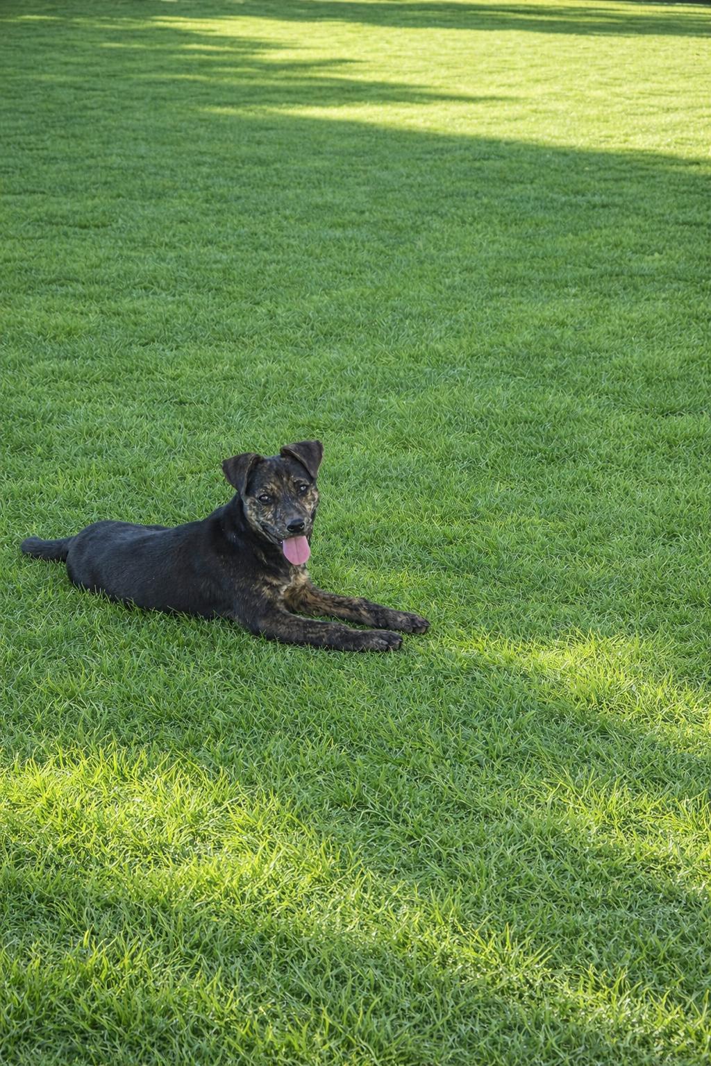 Rex, a ADOPTABLE mixed breed in Redfield, AR image 3/4