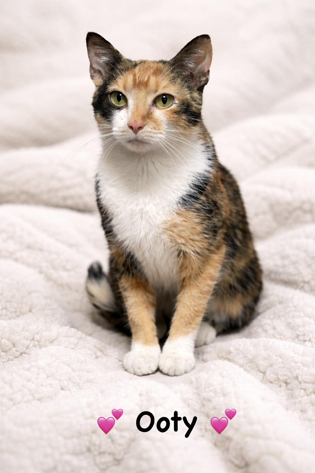 Ooty, adopted, Kitten Female Calico.