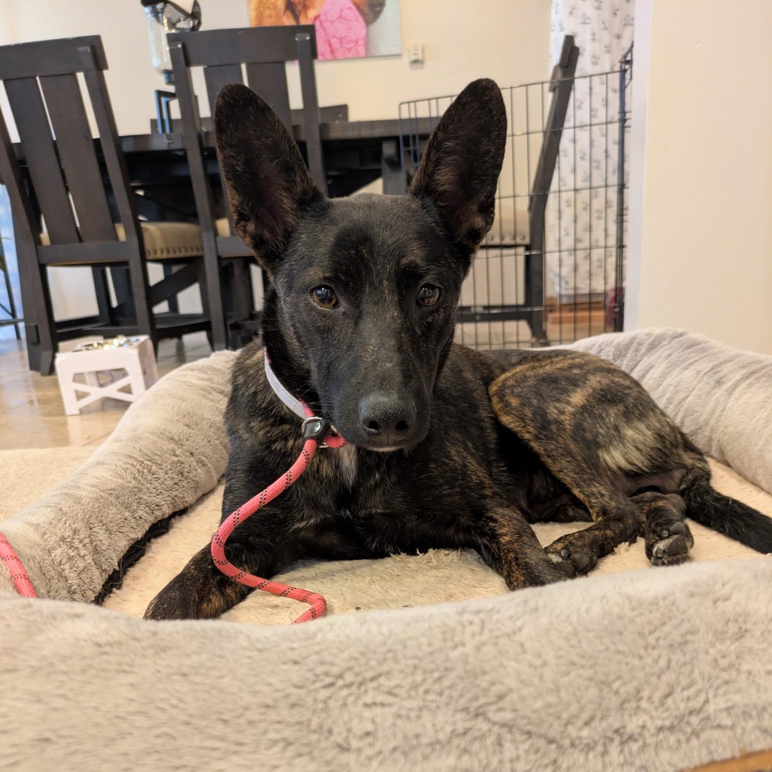 Daisy Jane, a ADOPTABLE mixed breed in La Mesa, CA image 2/6