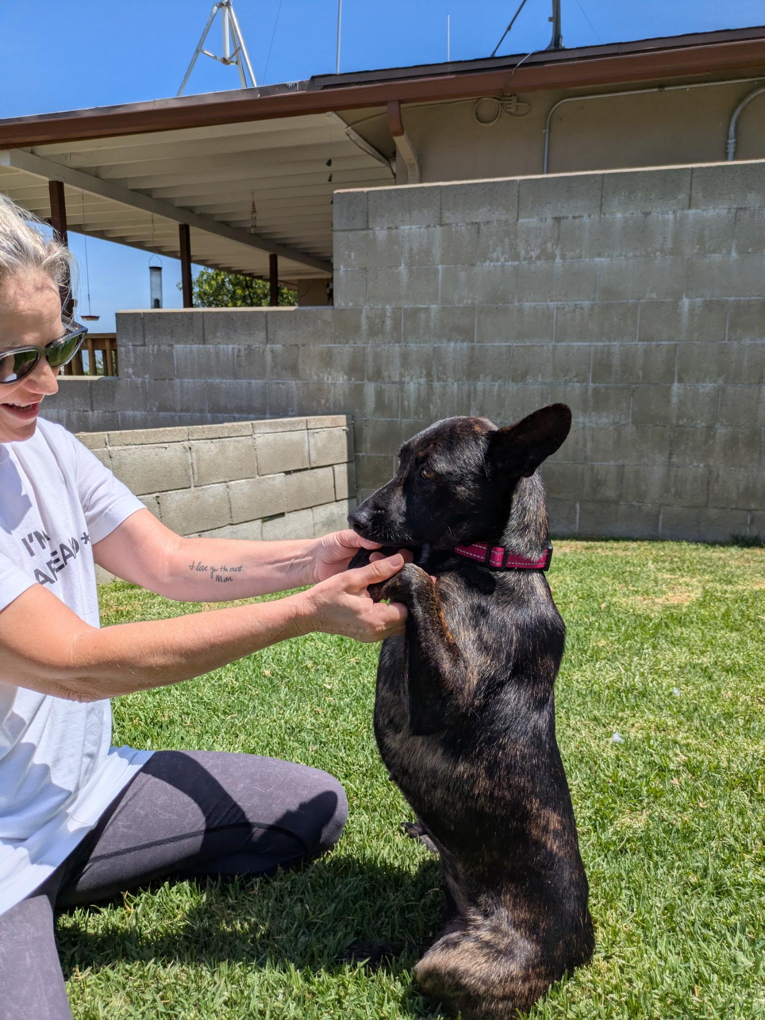 Daisy Jane, a ADOPTABLE mixed breed in La Mesa, CA image 5/6