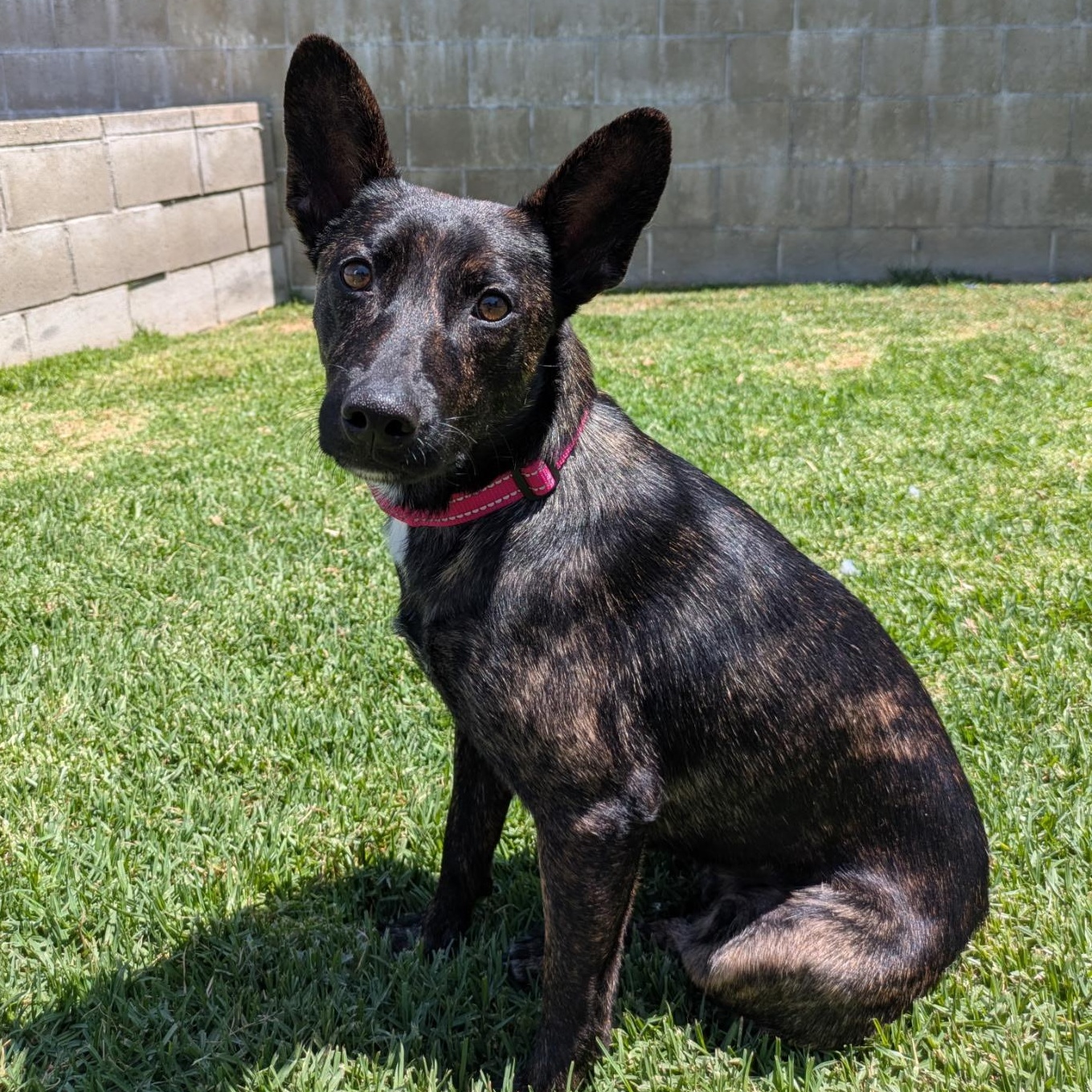 Daisy Jane, a ADOPTABLE mixed breed in La Mesa, CA image 1/6