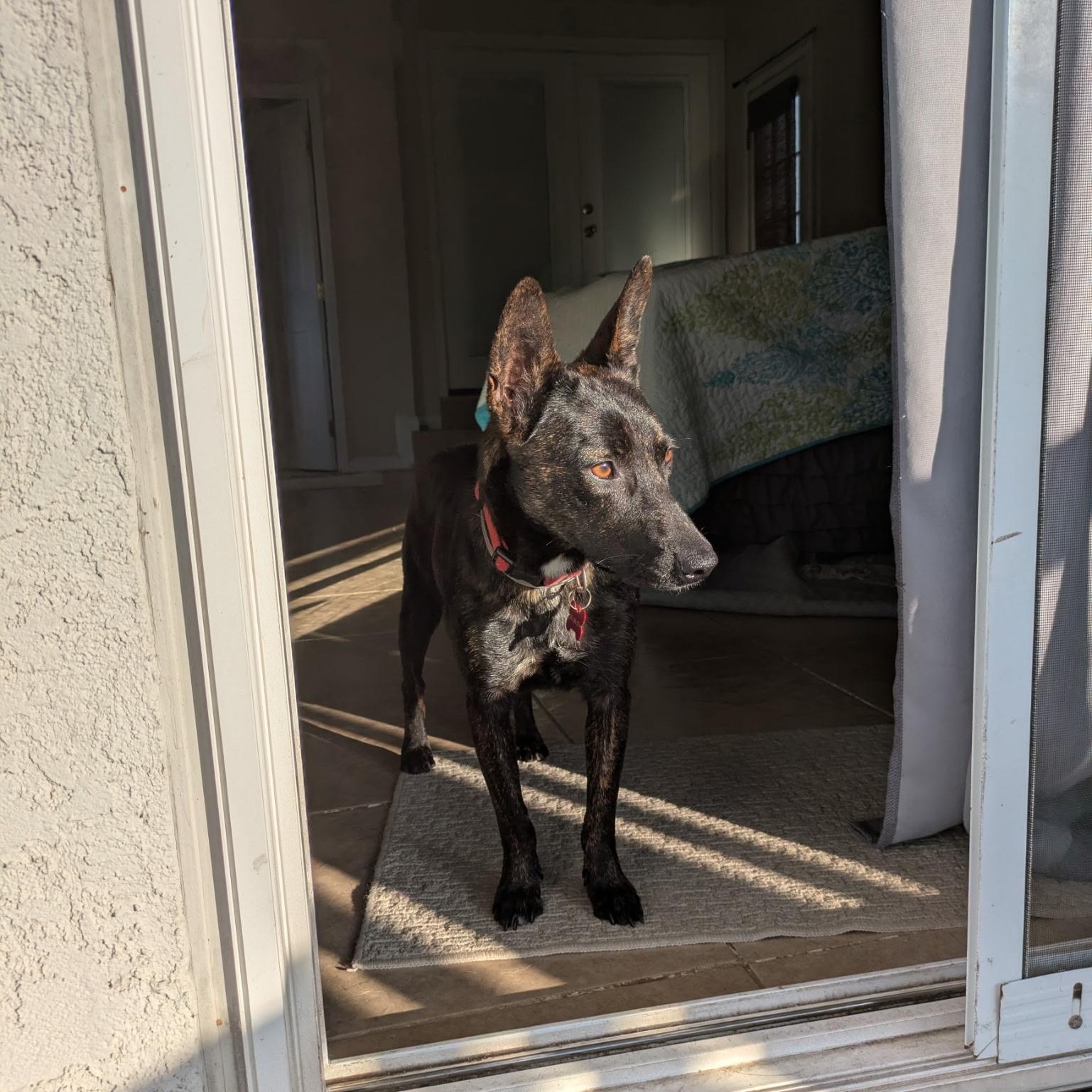 Daisy Jane, a ADOPTABLE mixed breed in La Mesa, CA image 3/6