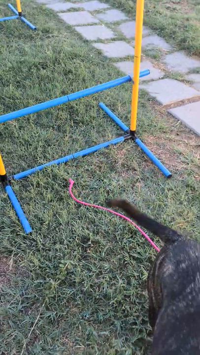 Enlarge Daisy Jane, a Adoptable mixed breed in La Mesa, CA video 6/6