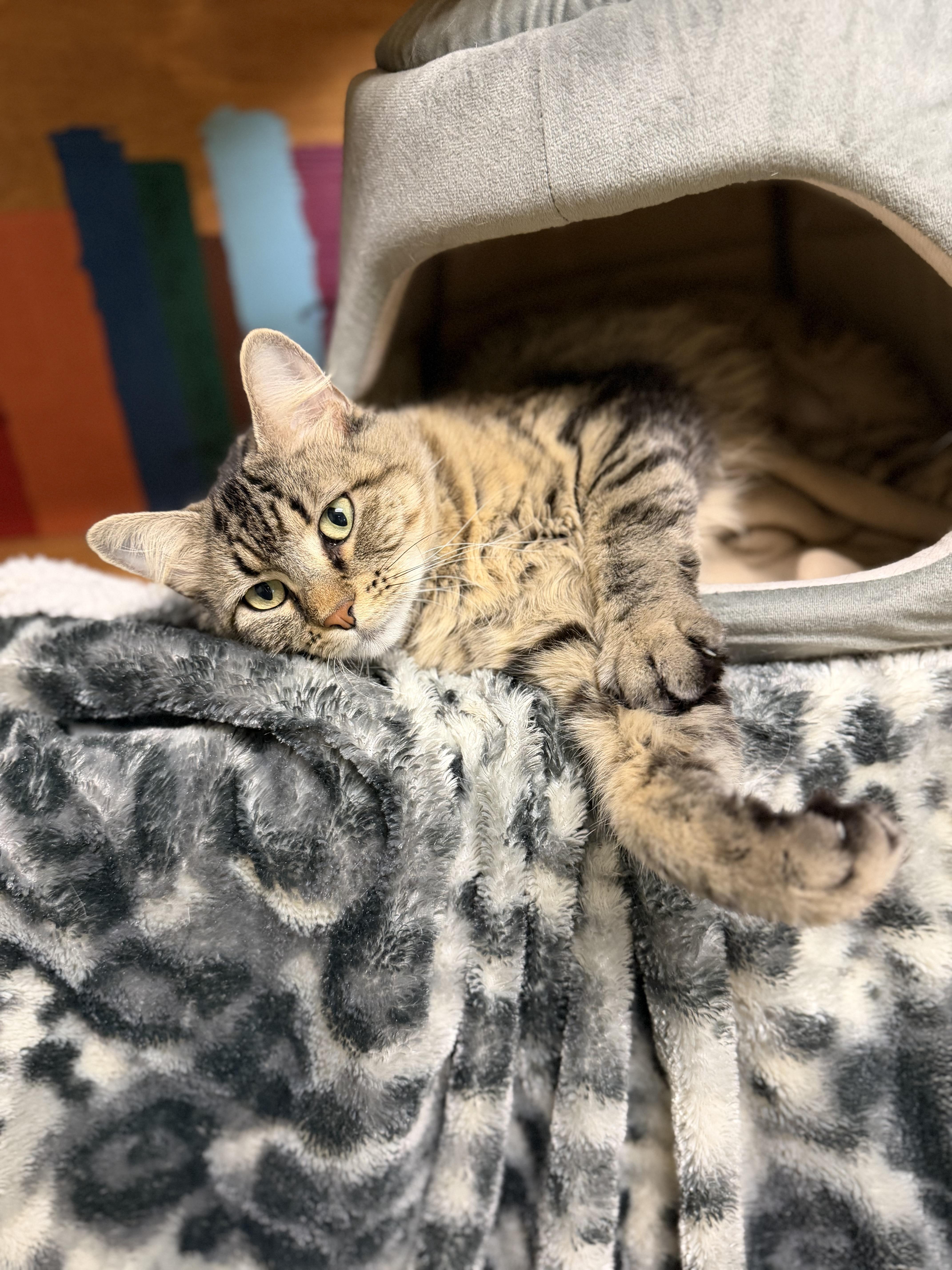 Enlarge Noodle, a Adoptable Domestic Long Hair in Dodgeville, WI image 2/2