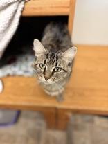 Noodle, Adoptable, Adult Female Domestic Long Hair.
