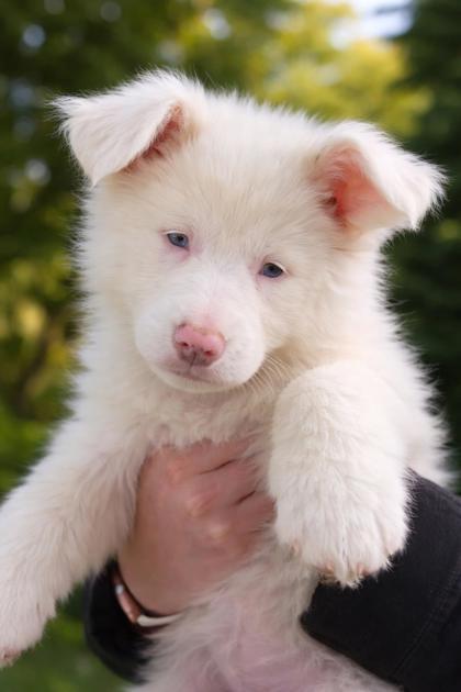 Enlarge Ebony, a Adoptable Australian Shepherd in Malvern, PA image 1/1