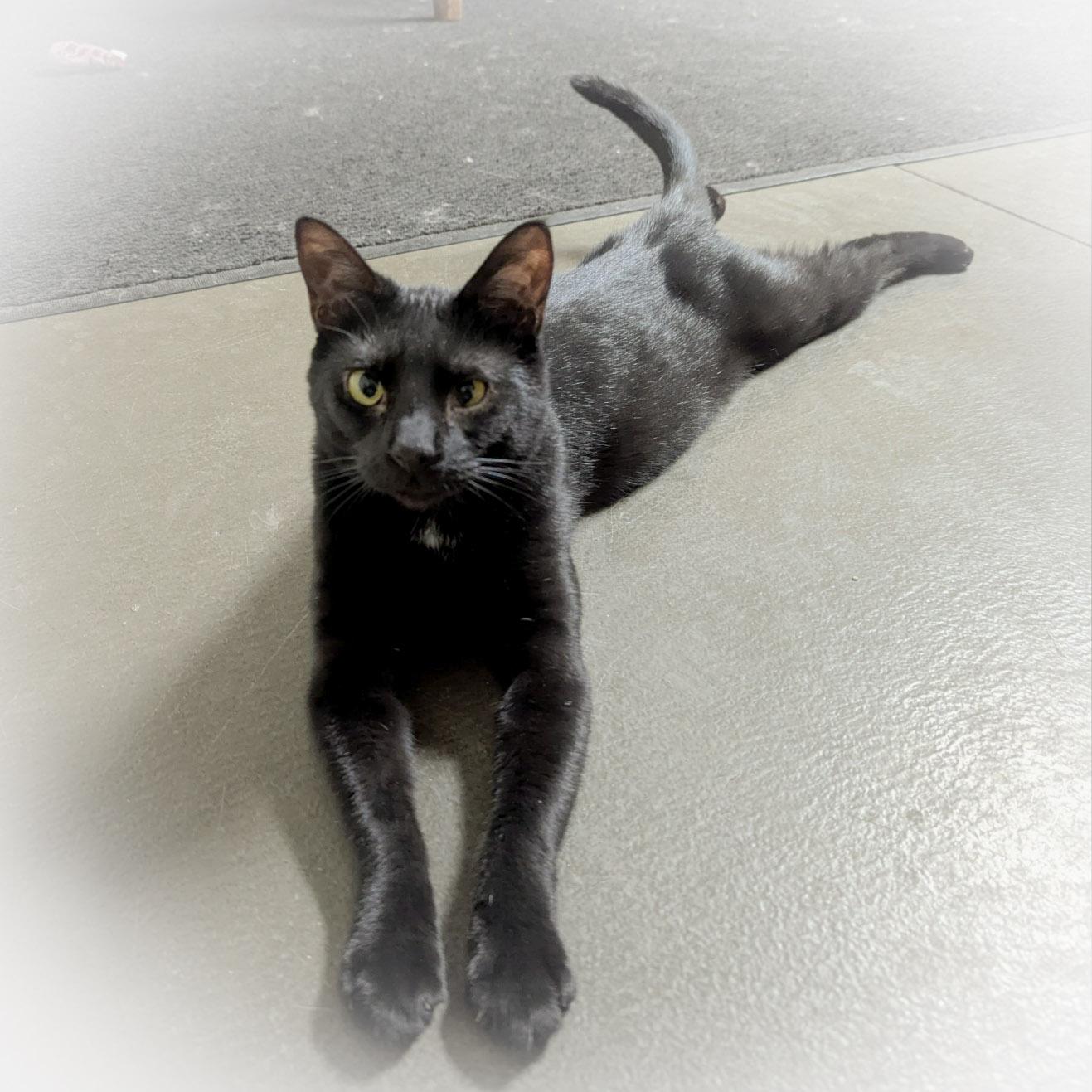 Enlarge CORALINE , a Adoptable mixed breed in Griffith, IN image 2/4