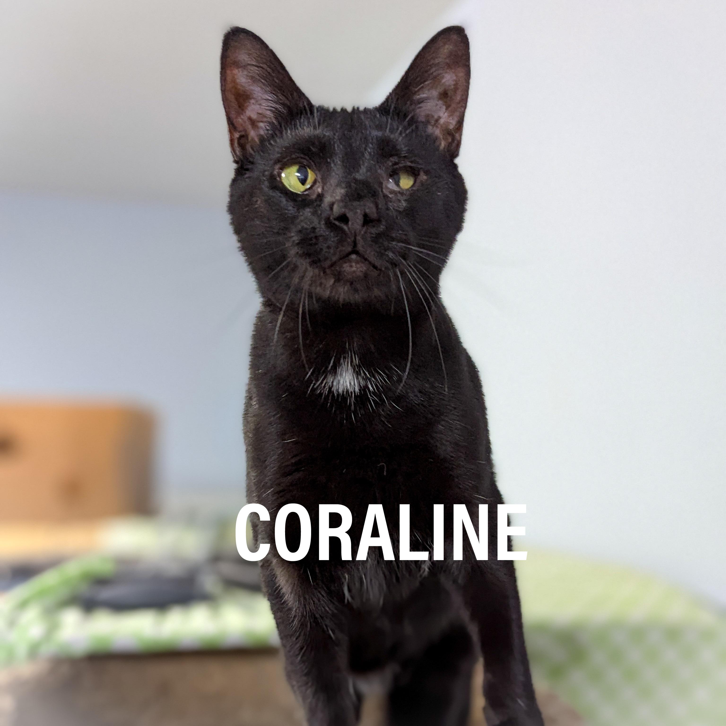 Enlarge CORALINE , a Adoptable mixed breed in Griffith, IN image 1/4