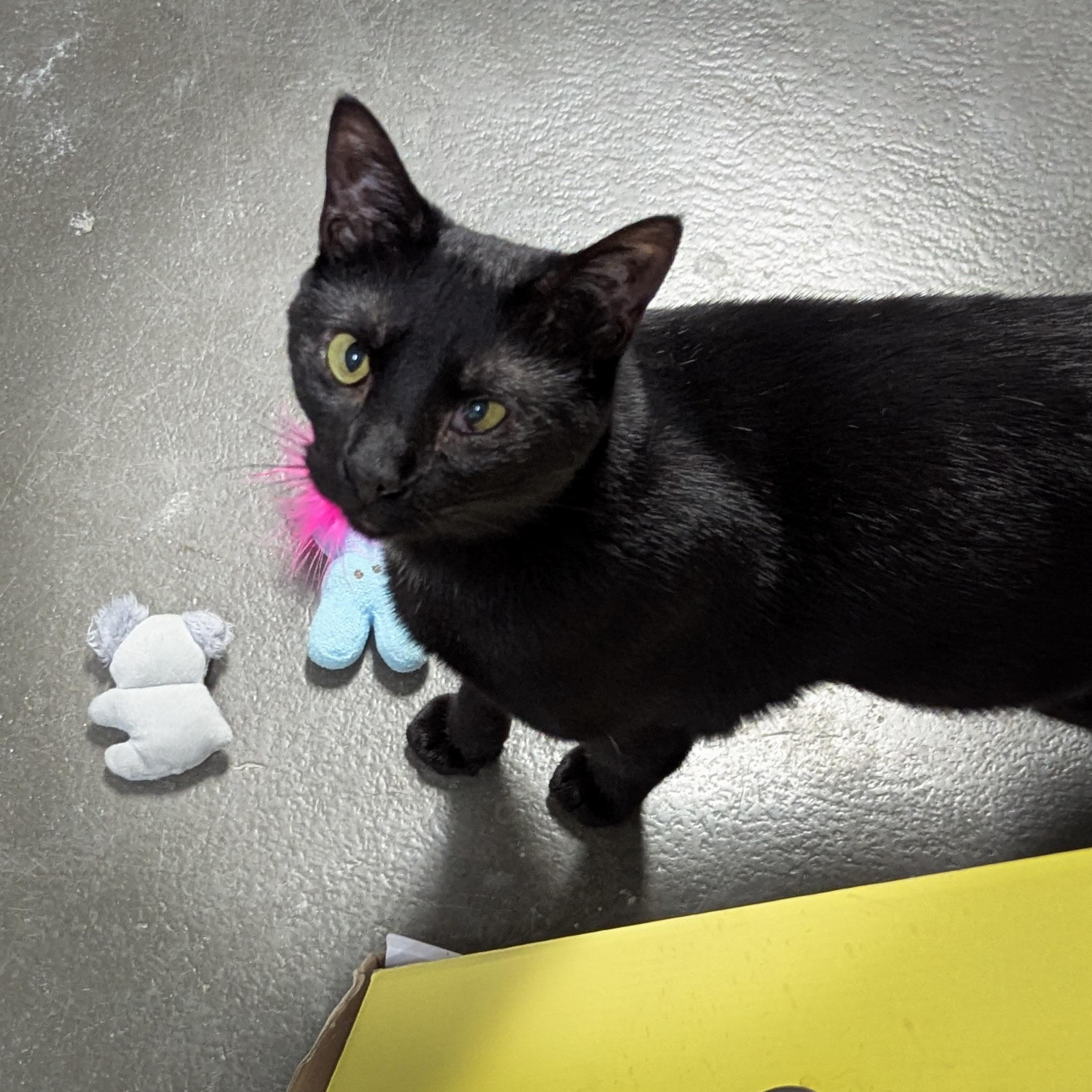 Enlarge CORALINE , a Adoptable mixed breed in Griffith, IN image 3/4
