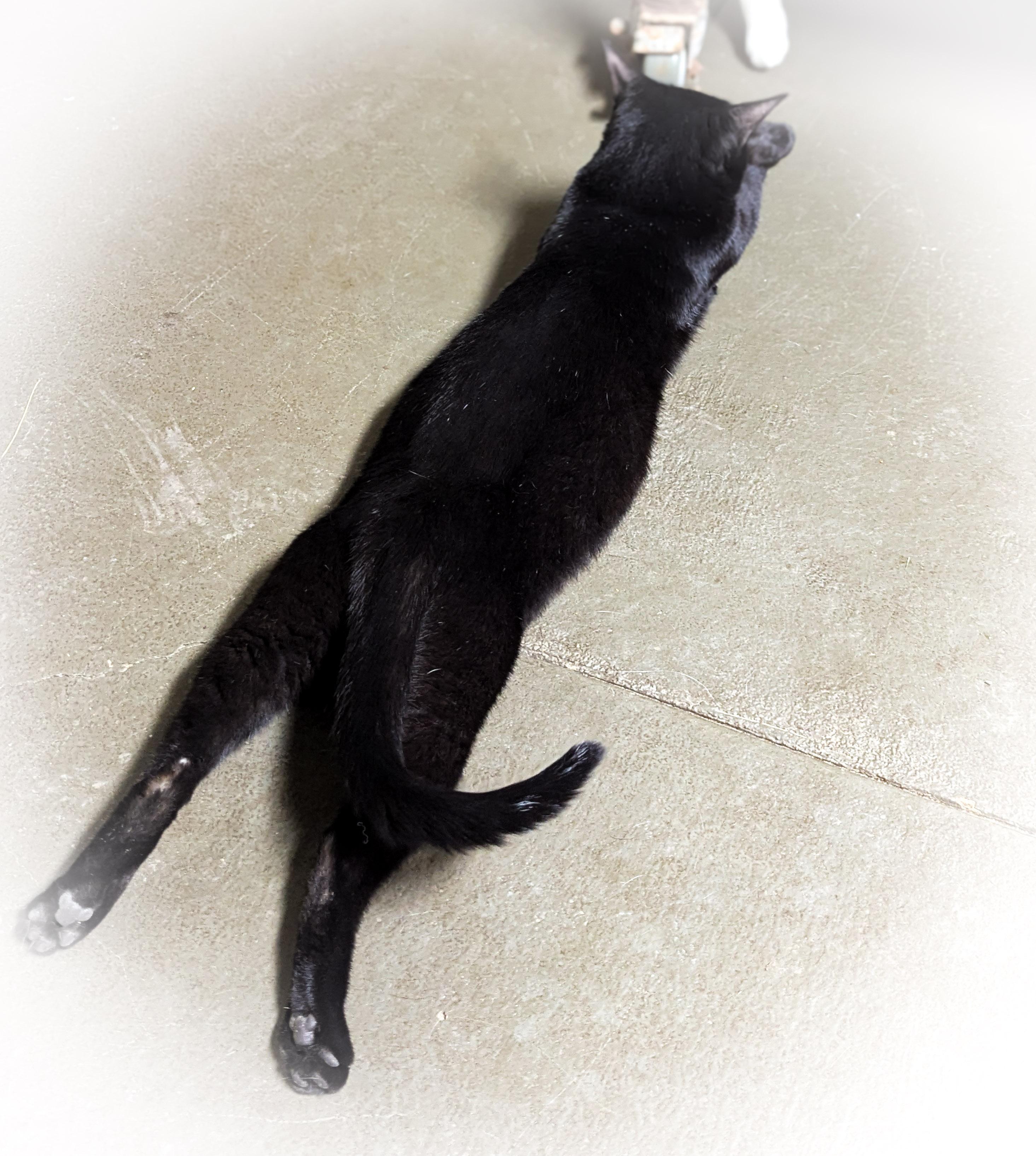 Enlarge CORALINE , a Adoptable mixed breed in Griffith, IN image 4/4