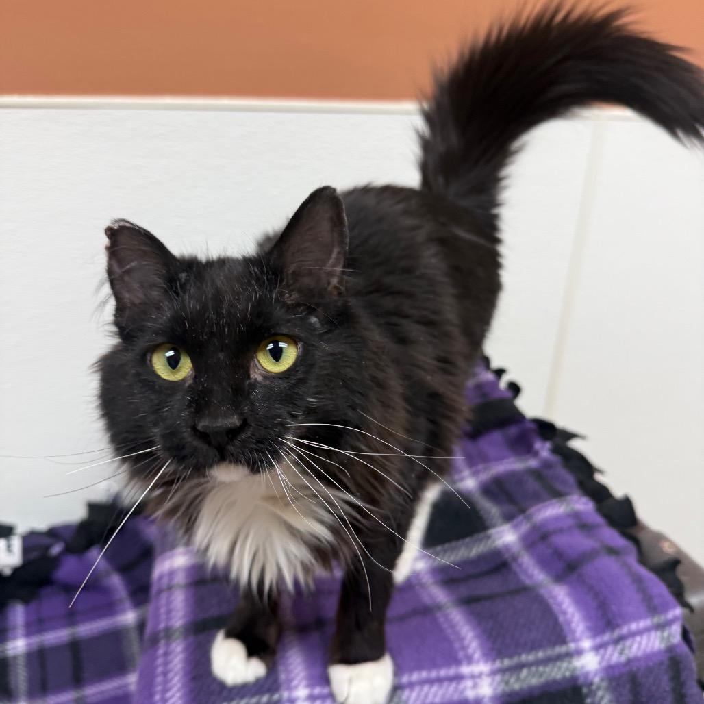 Natalia, Adoptable, Young Female Domestic Medium Hair.