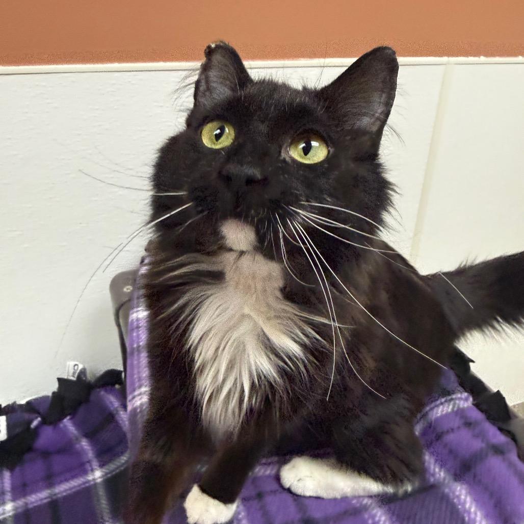 Enlarge Natalia, a Adoptable Domestic Medium Hair in Detroit Lakes, MN image 2/2