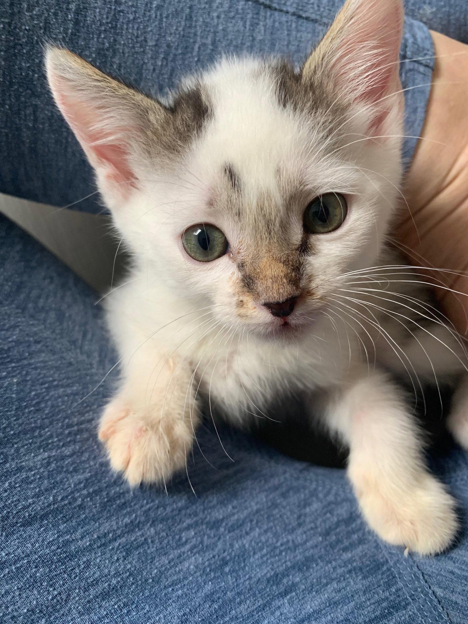Enlarge Winter (5555), a Adoptable Domestic Short Hair in Wesley Chapel, FL image 1/1