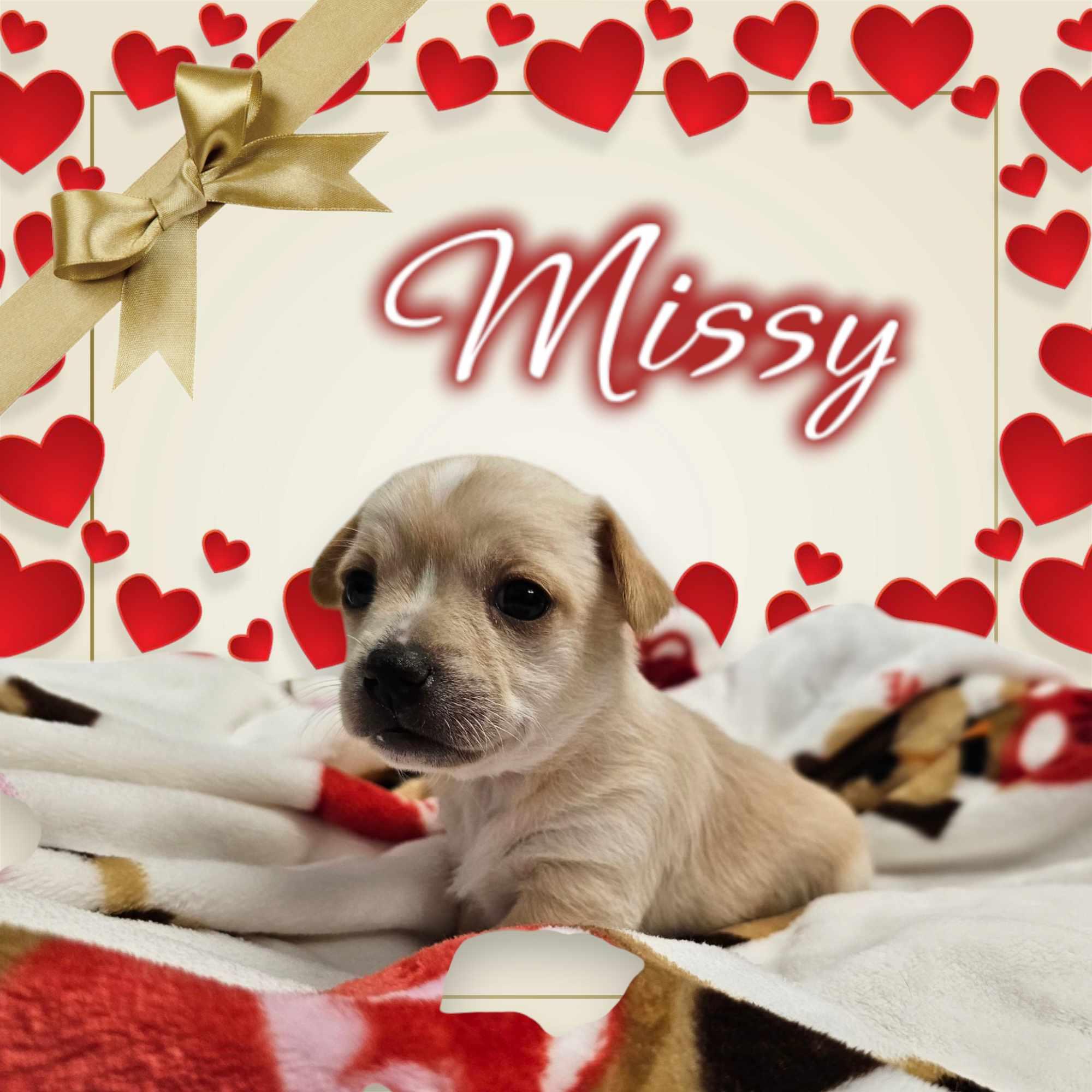 Enlarge Missy / Posie, a Adopted mixed breed in San Angelo , TX image 1/1