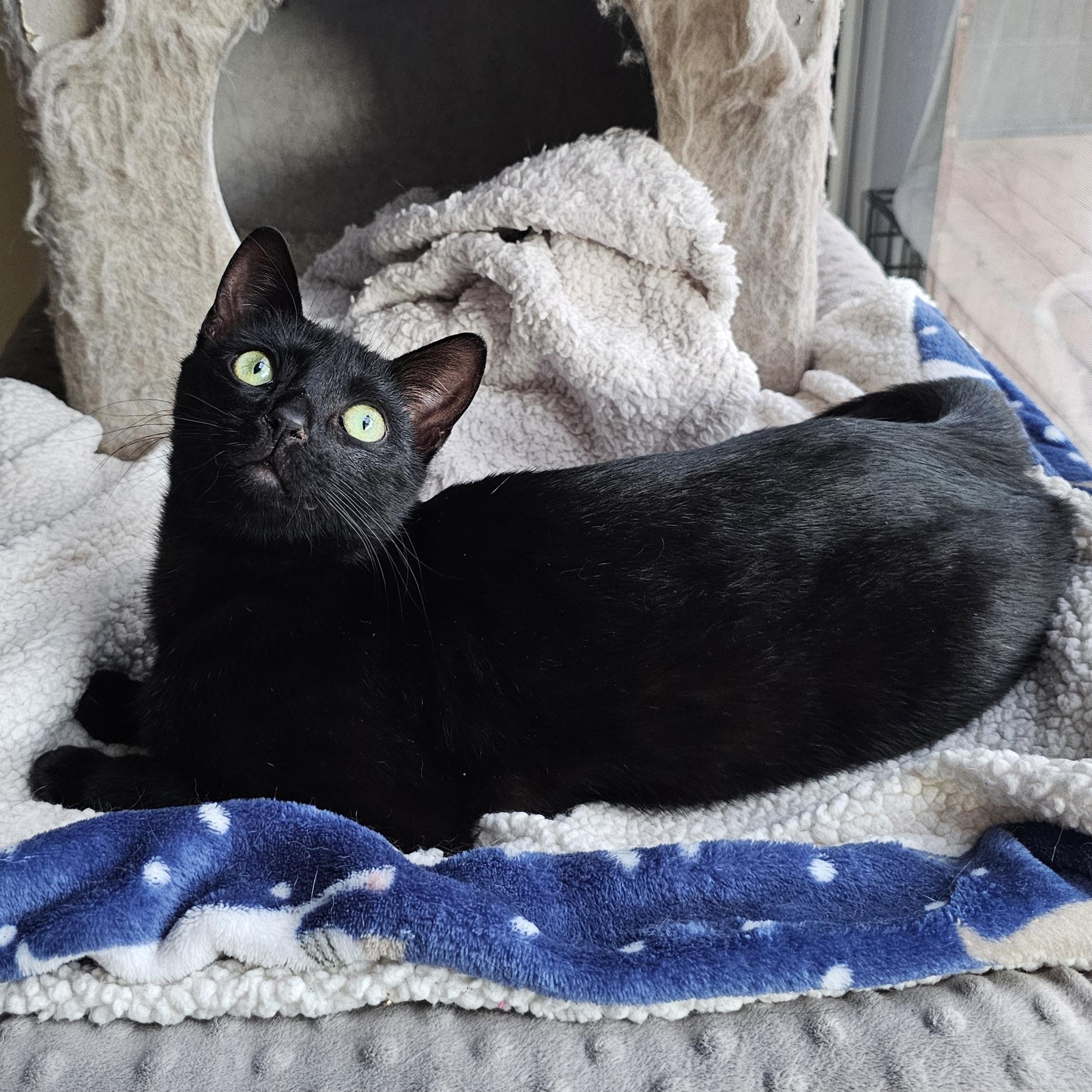 Peppermint, a ADOPTABLE Domestic Short Hair in Ridgefield, CT image 3/6