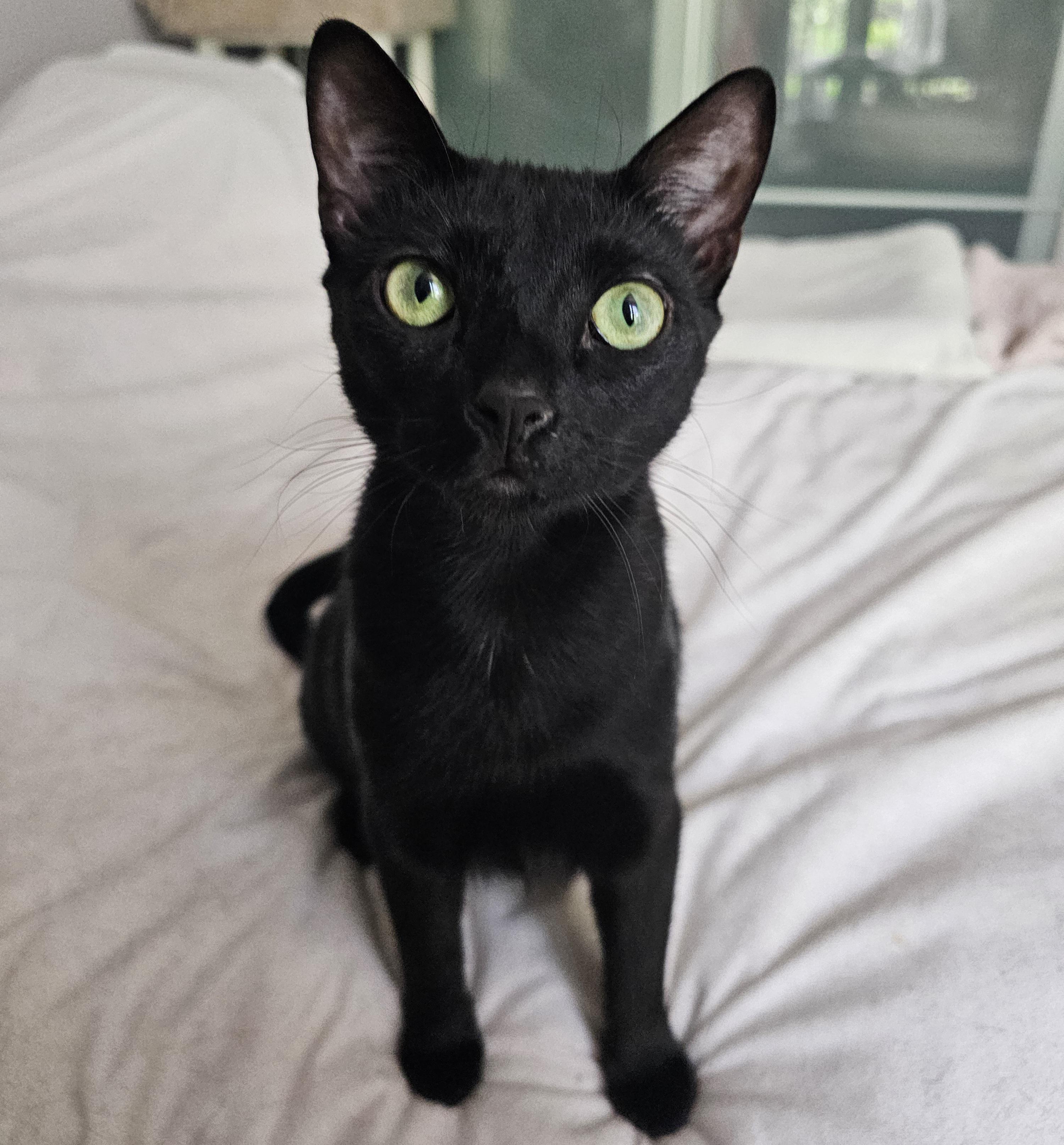 Enlarge Peppermint, an adoptable Domestic Short Hair in Ridgefield, CT image 2/6