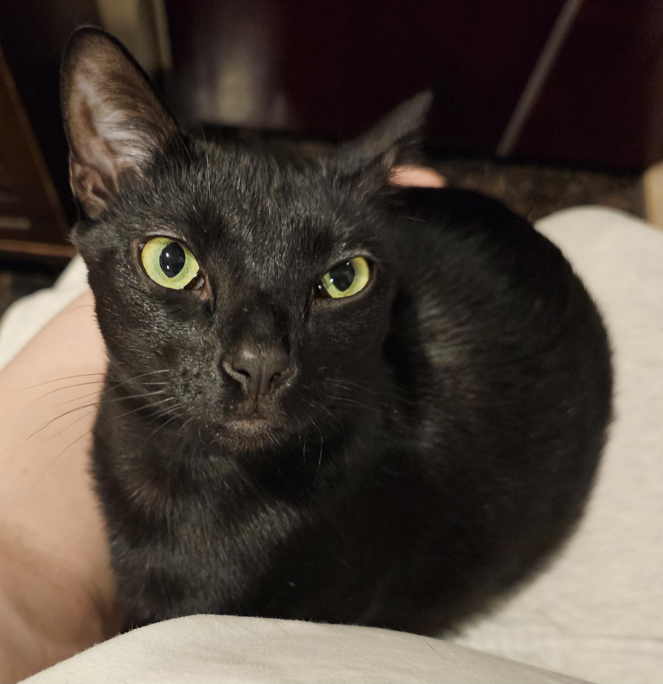 Enlarge Peppermint, an adoptable Domestic Short Hair in Ridgefield, CT image 2/6