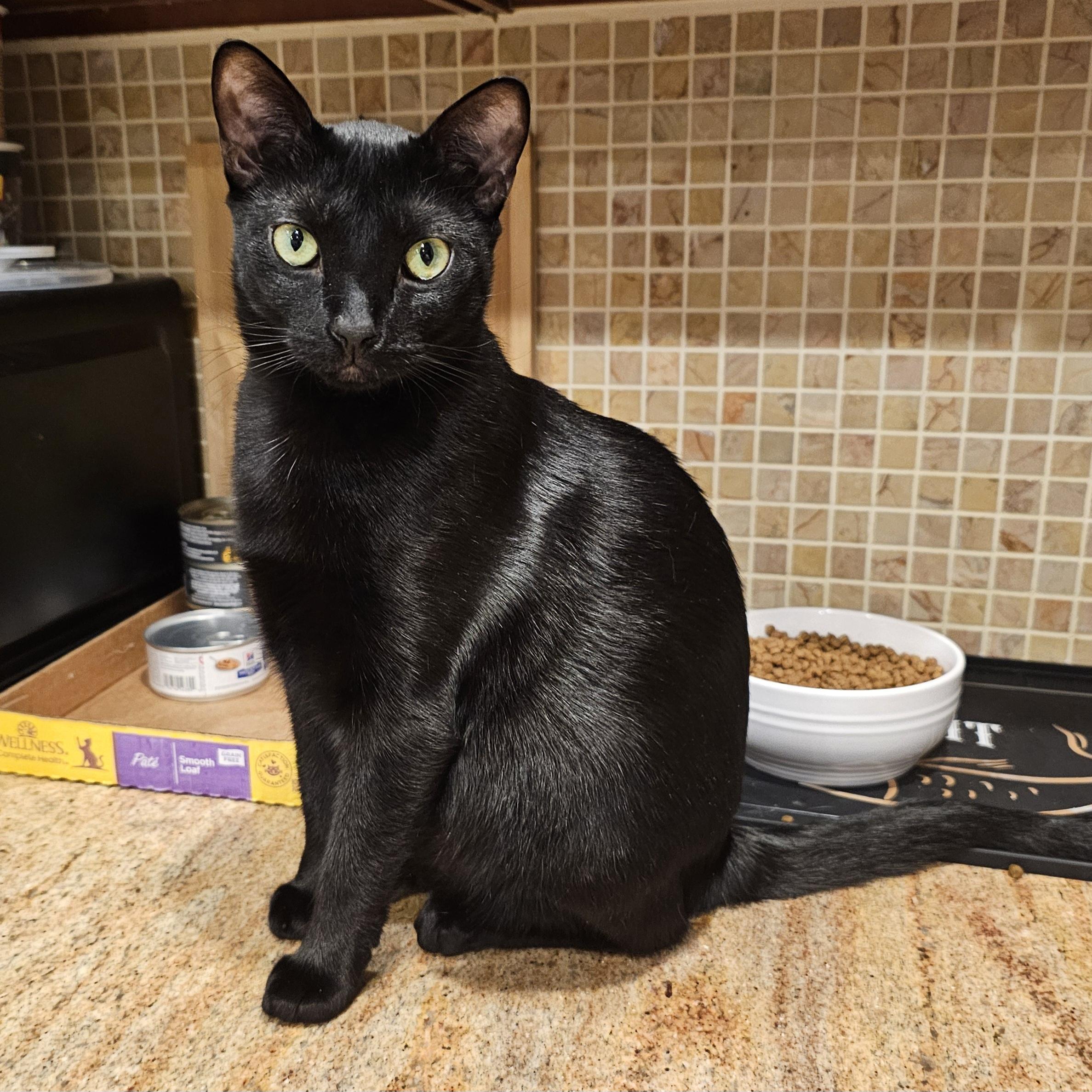 Pets for adoption from Ridgefield Cat Project | Petfinder