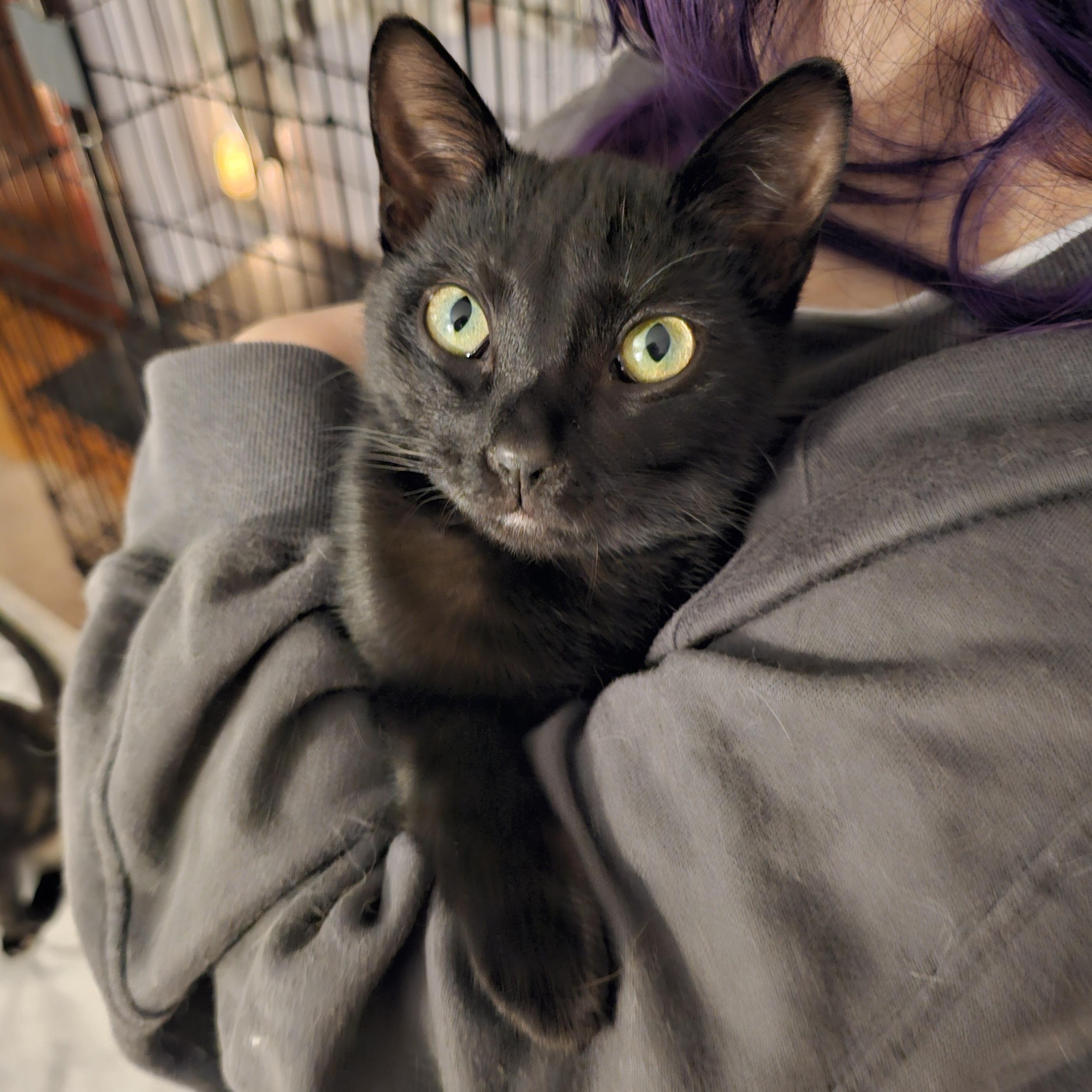 Peppermint, a ADOPTABLE Domestic Short Hair in Ridgefield, CT image 1/6