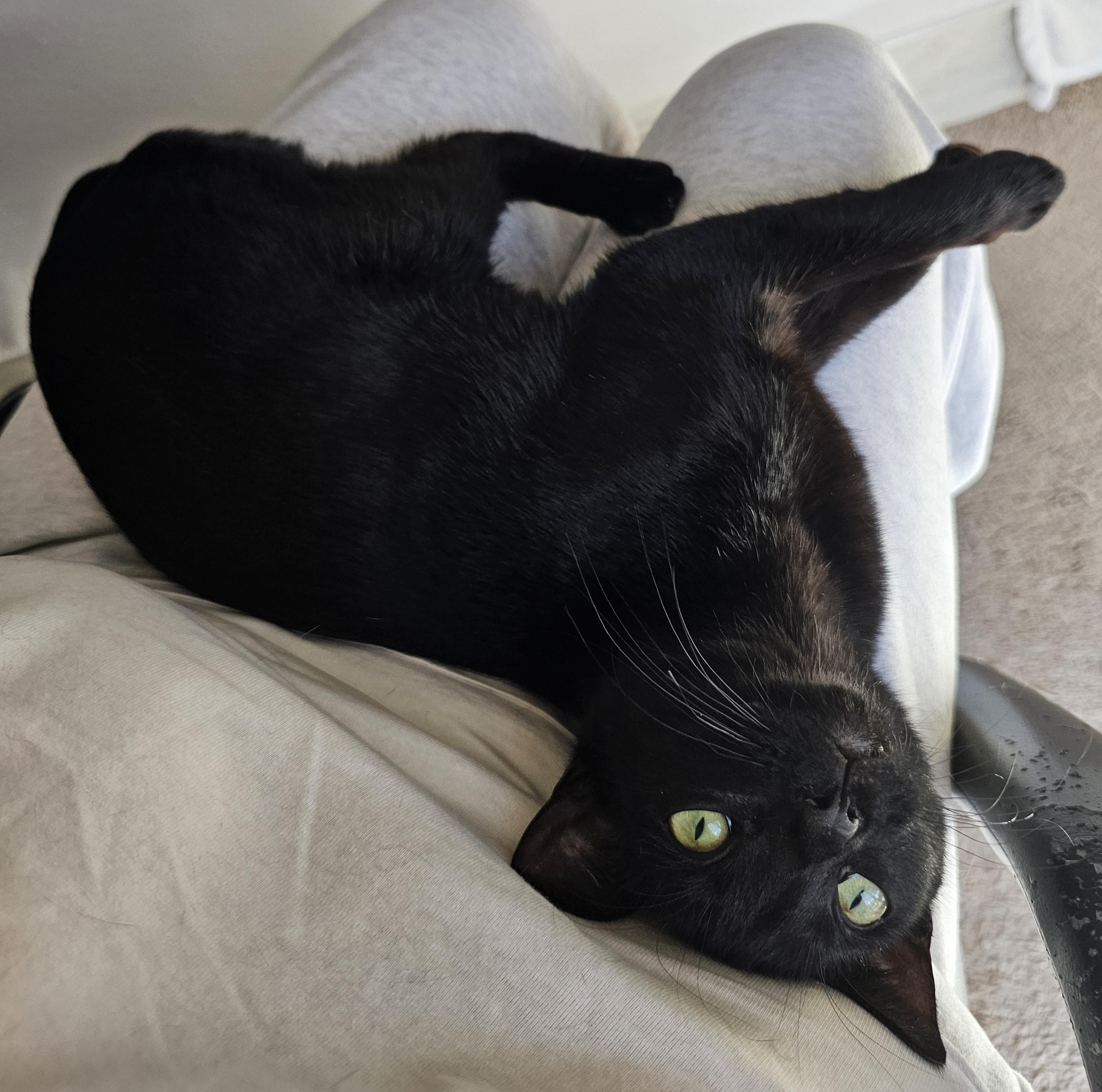 Peppermint, a ADOPTABLE Domestic Short Hair in Ridgefield, CT image 4/6