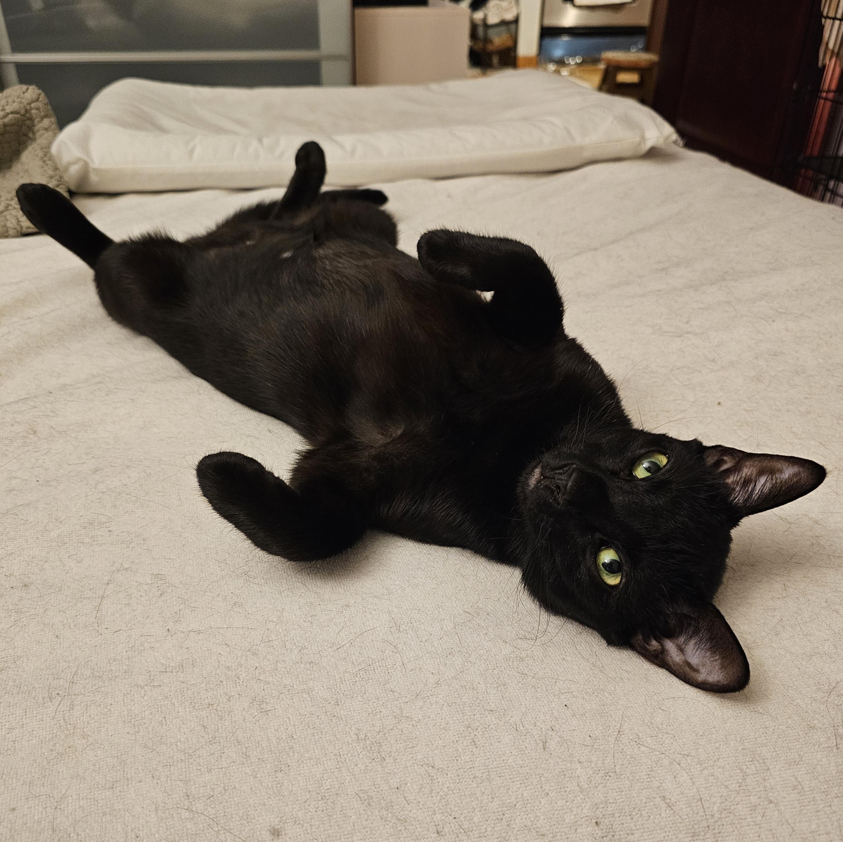 Enlarge Peppermint, an adoptable Domestic Short Hair in Ridgefield, CT image 5/6