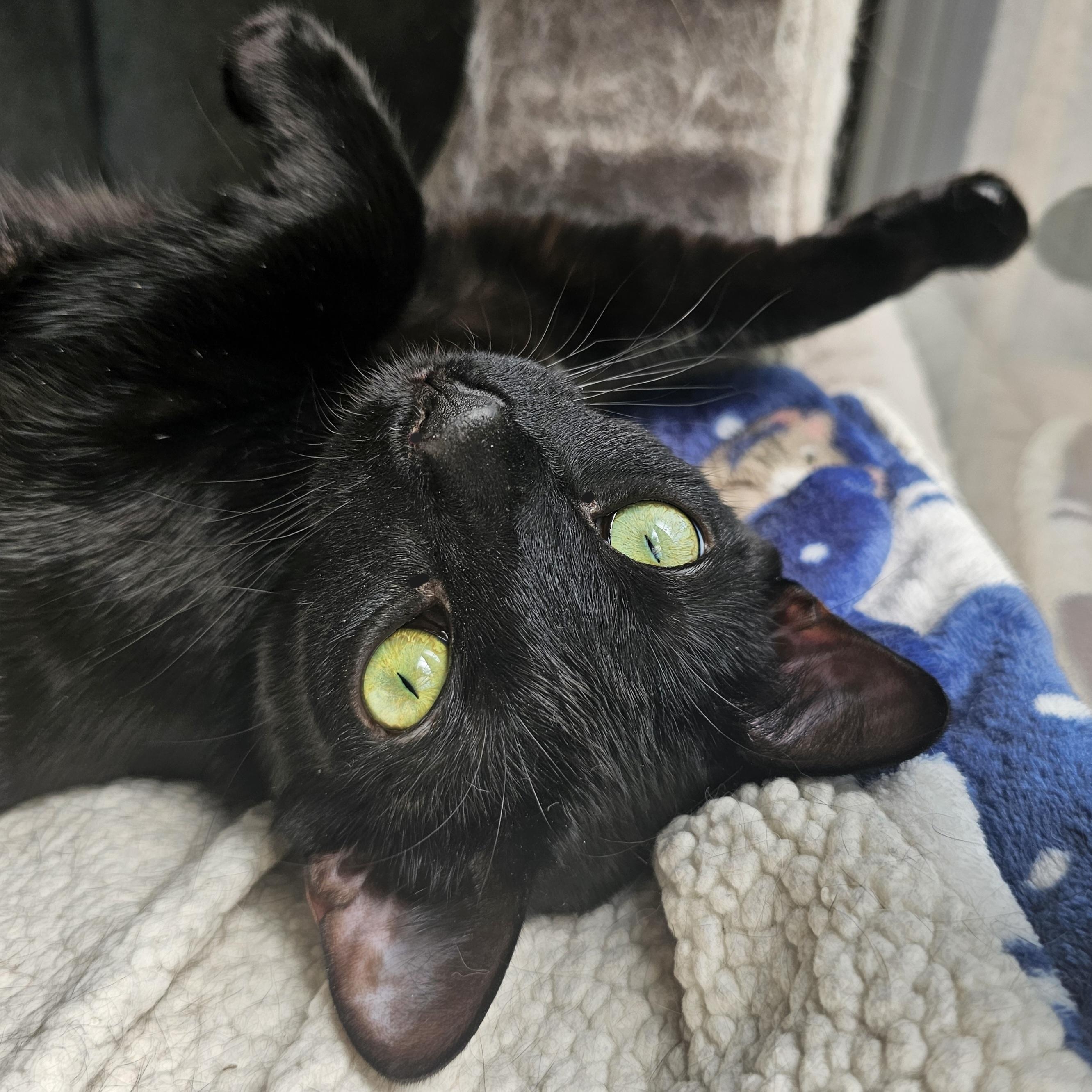Enlarge Peppermint, an adoptable Domestic Short Hair in Ridgefield, CT image 3/6