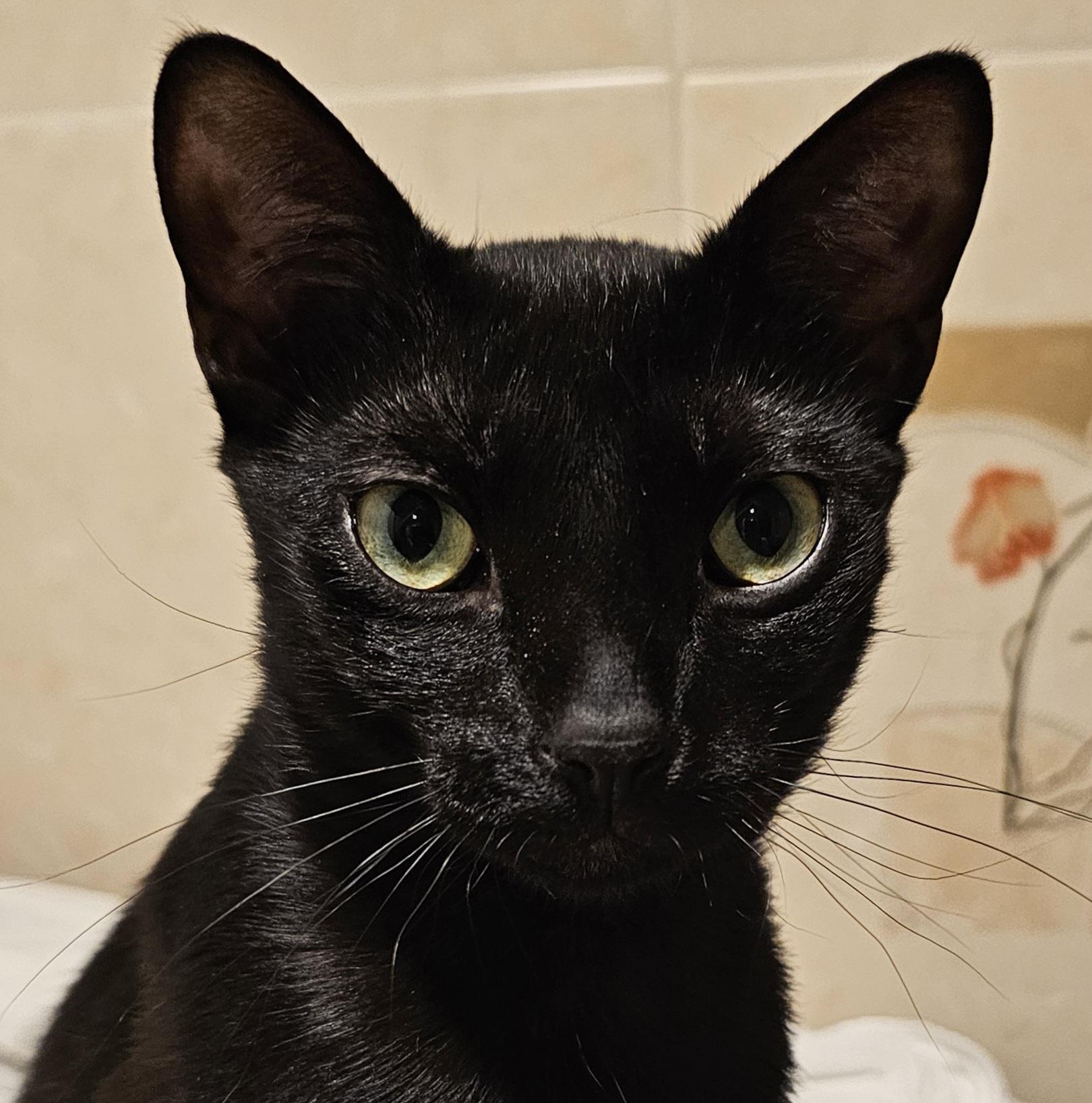 Peppermint, adoptable, Kitten Female Domestic Short Hair.