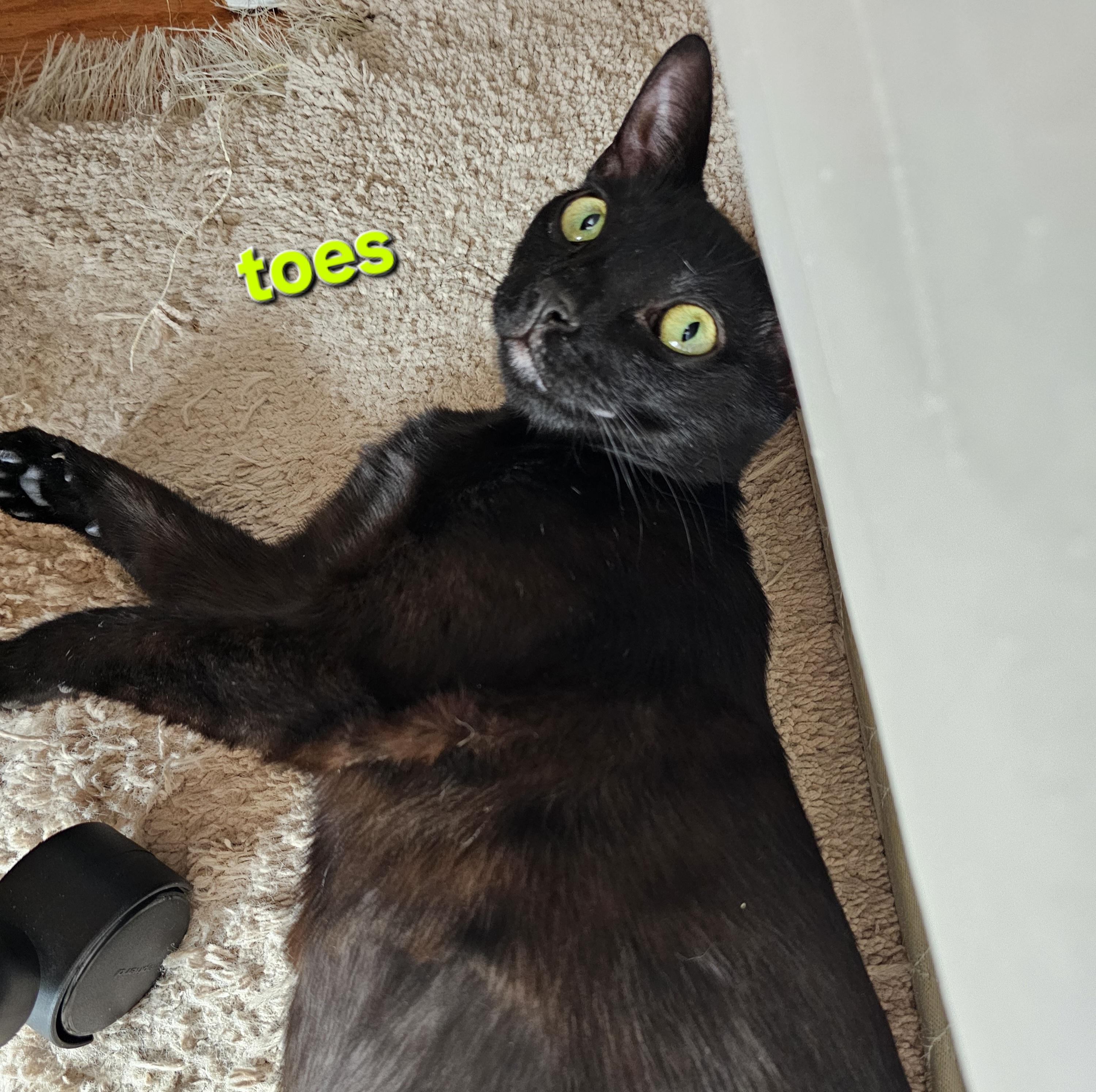 Enlarge Peppermint, an adoptable Domestic Short Hair in Ridgefield, CT image 3/6