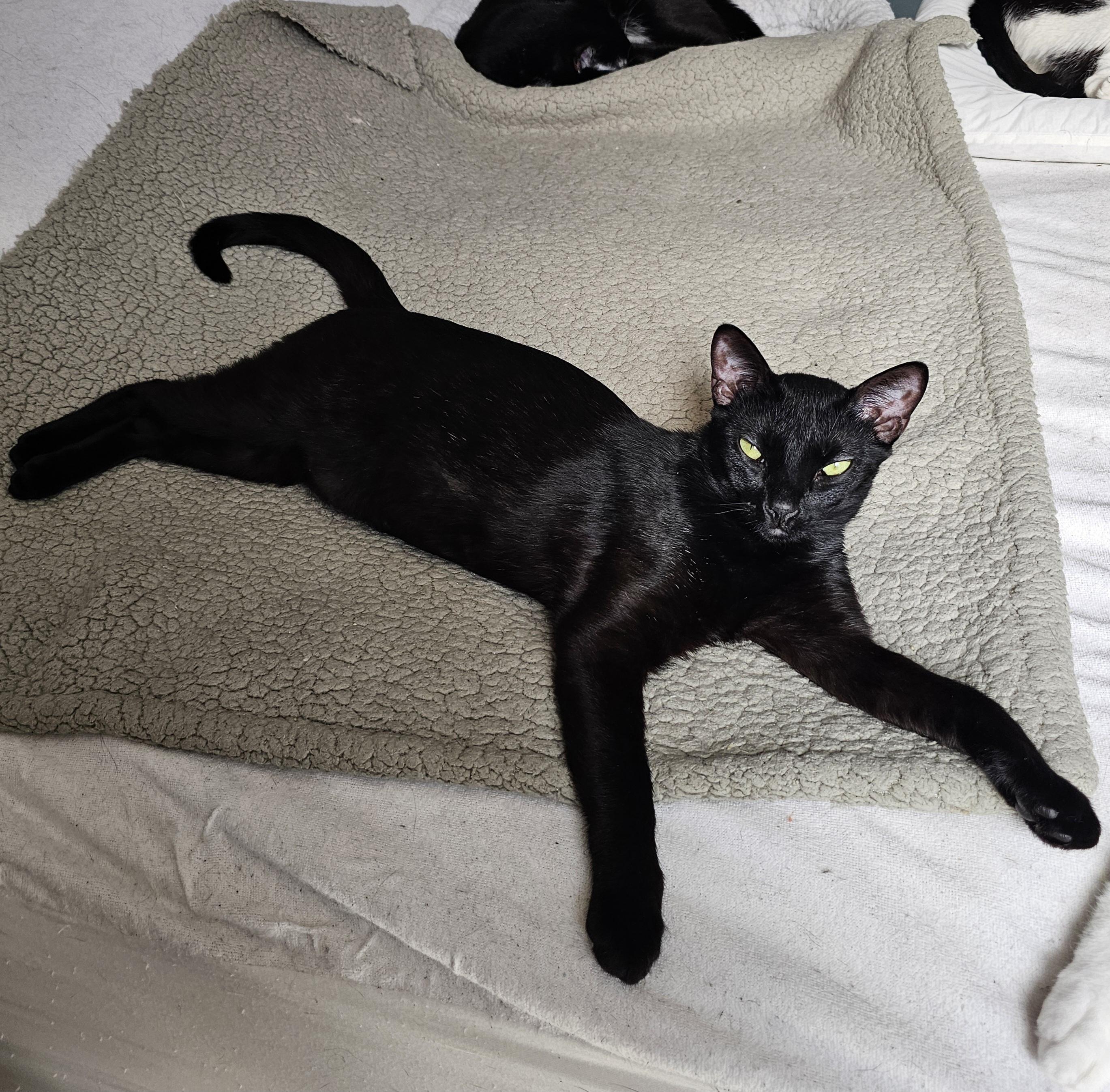 Enlarge Peppermint, an adoptable Domestic Short Hair in Ridgefield, CT image 2/6