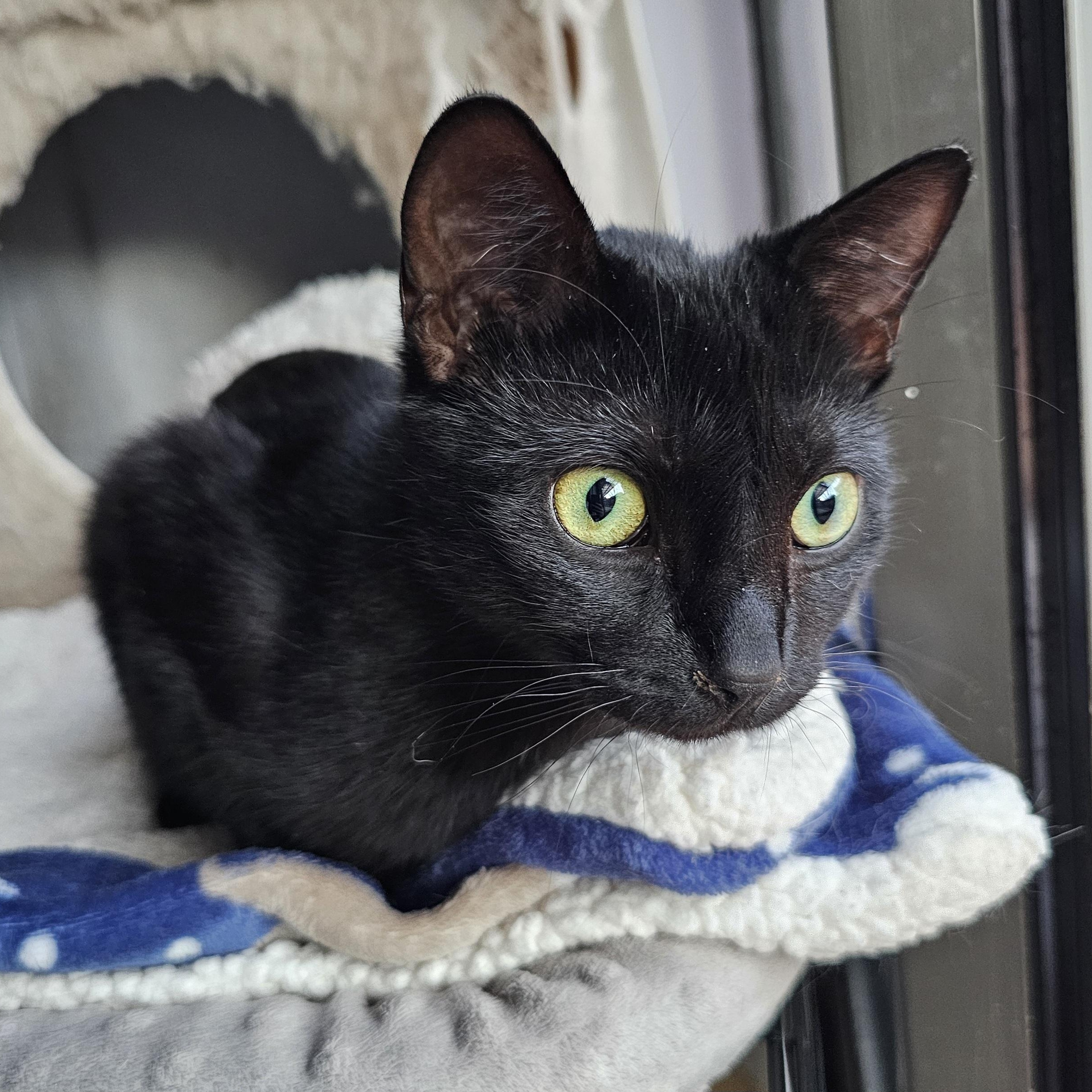 Peppermint, ADOPTABLE, Kitten Female Domestic Short Hair.