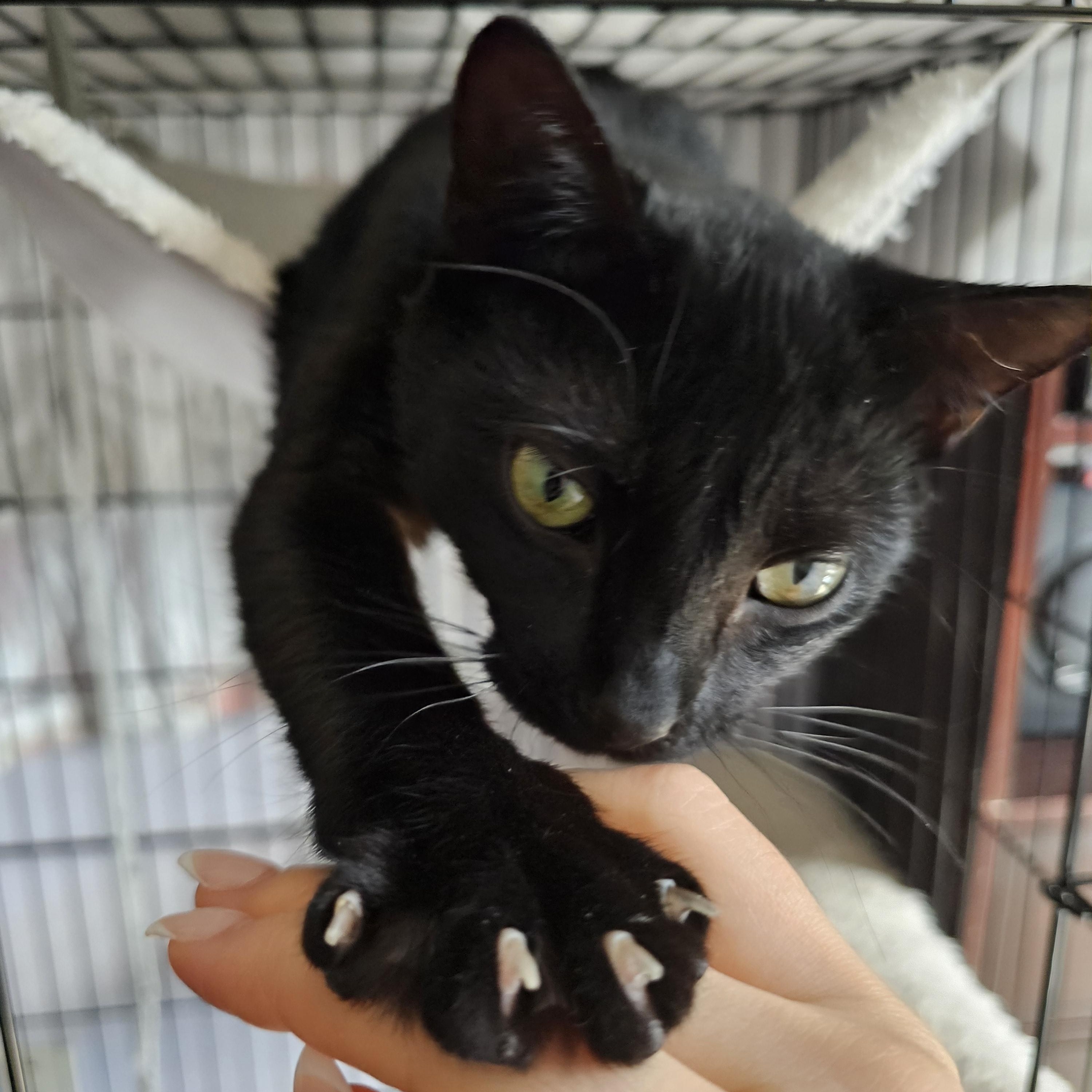 Peppermint, a ADOPTABLE Domestic Short Hair in Ridgefield, CT image 5/6