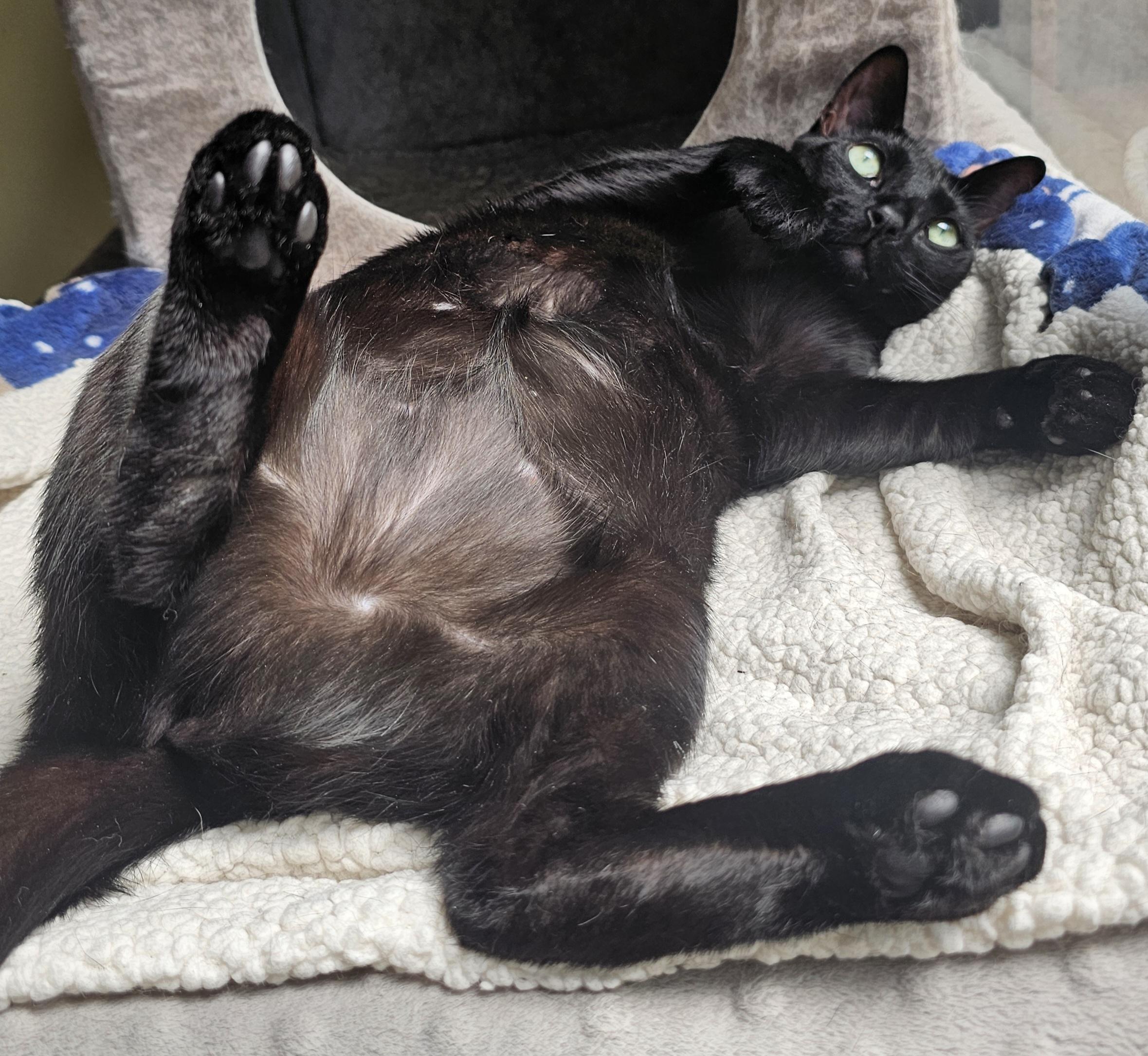 Enlarge Peppermint, an adoptable Domestic Short Hair in Ridgefield, CT image 1/6