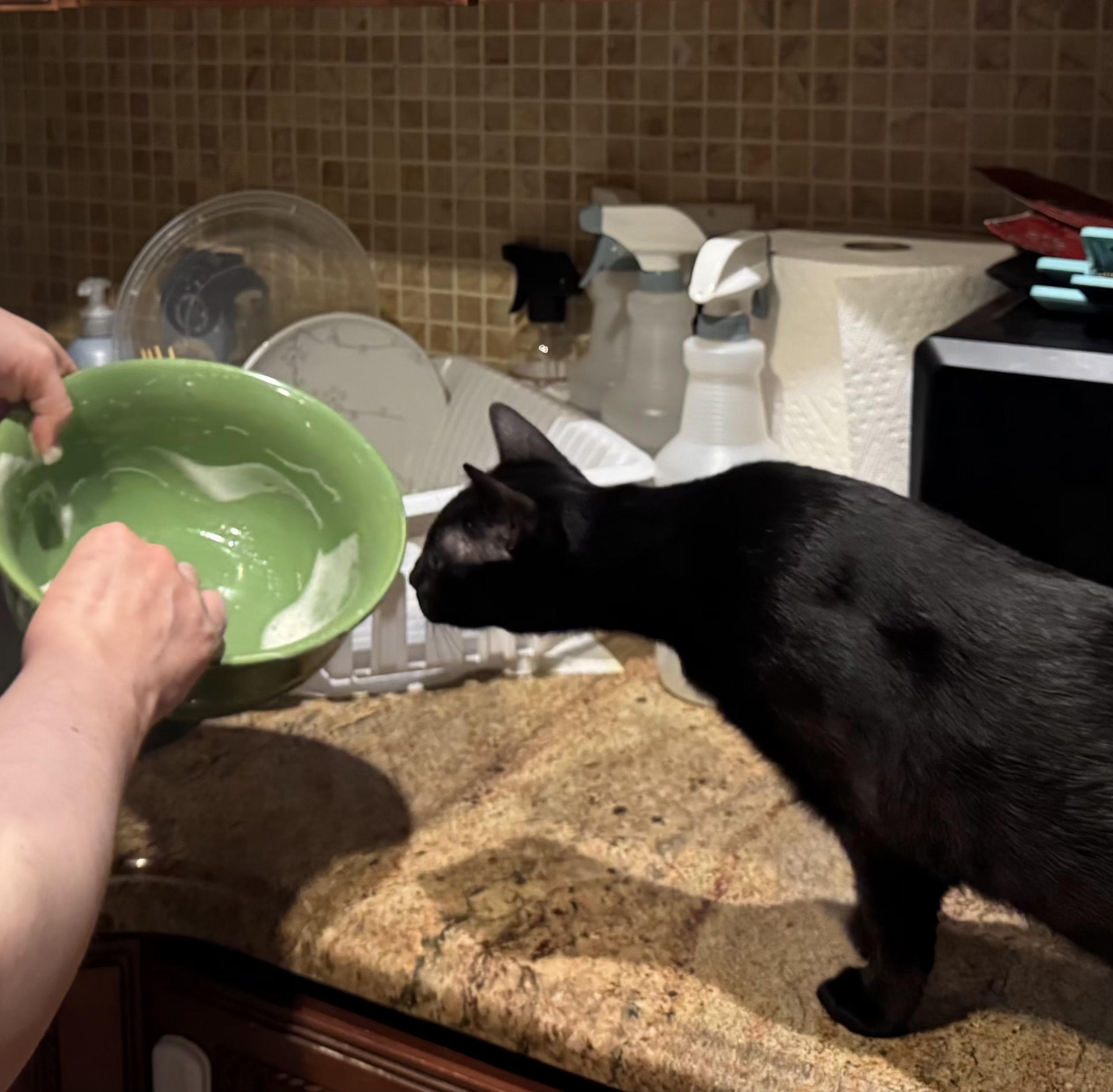 Enlarge Peppermint, an adoptable Domestic Short Hair in Ridgefield, CT image 3/6