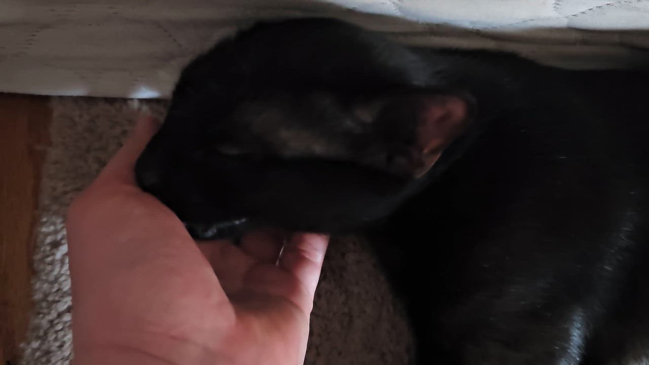 Enlarge Peppermint, an adoptable Domestic Short Hair in Ridgefield, CT video 6/6