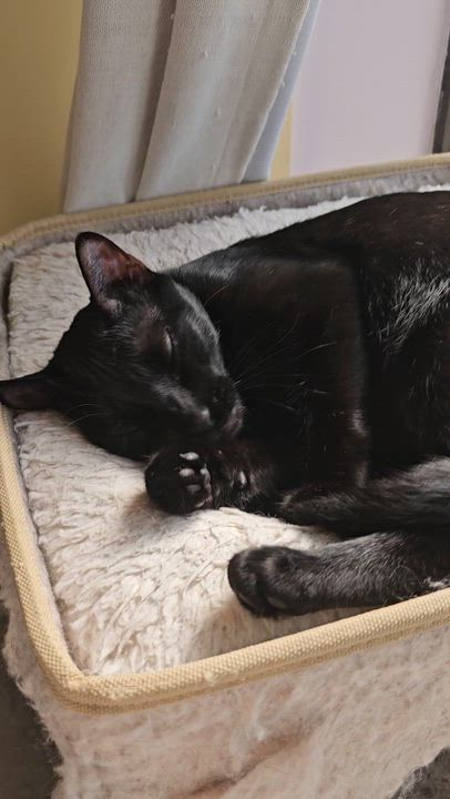 Enlarge Peppermint, an adoptable Domestic Short Hair in Ridgefield, CT video 6/6