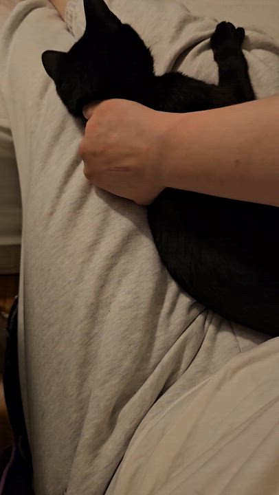 Enlarge Peppermint, a ADOPTABLE Domestic Short Hair in Ridgefield, CT video 6/6