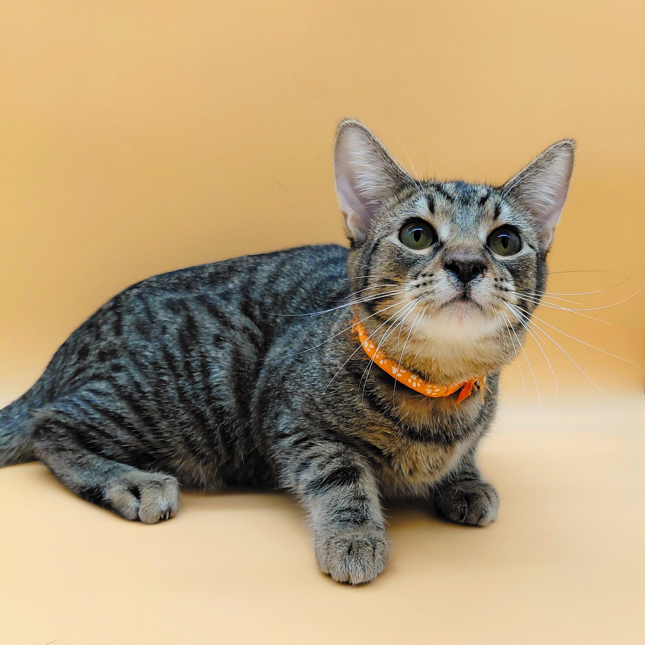 Twister — thumbnail 2