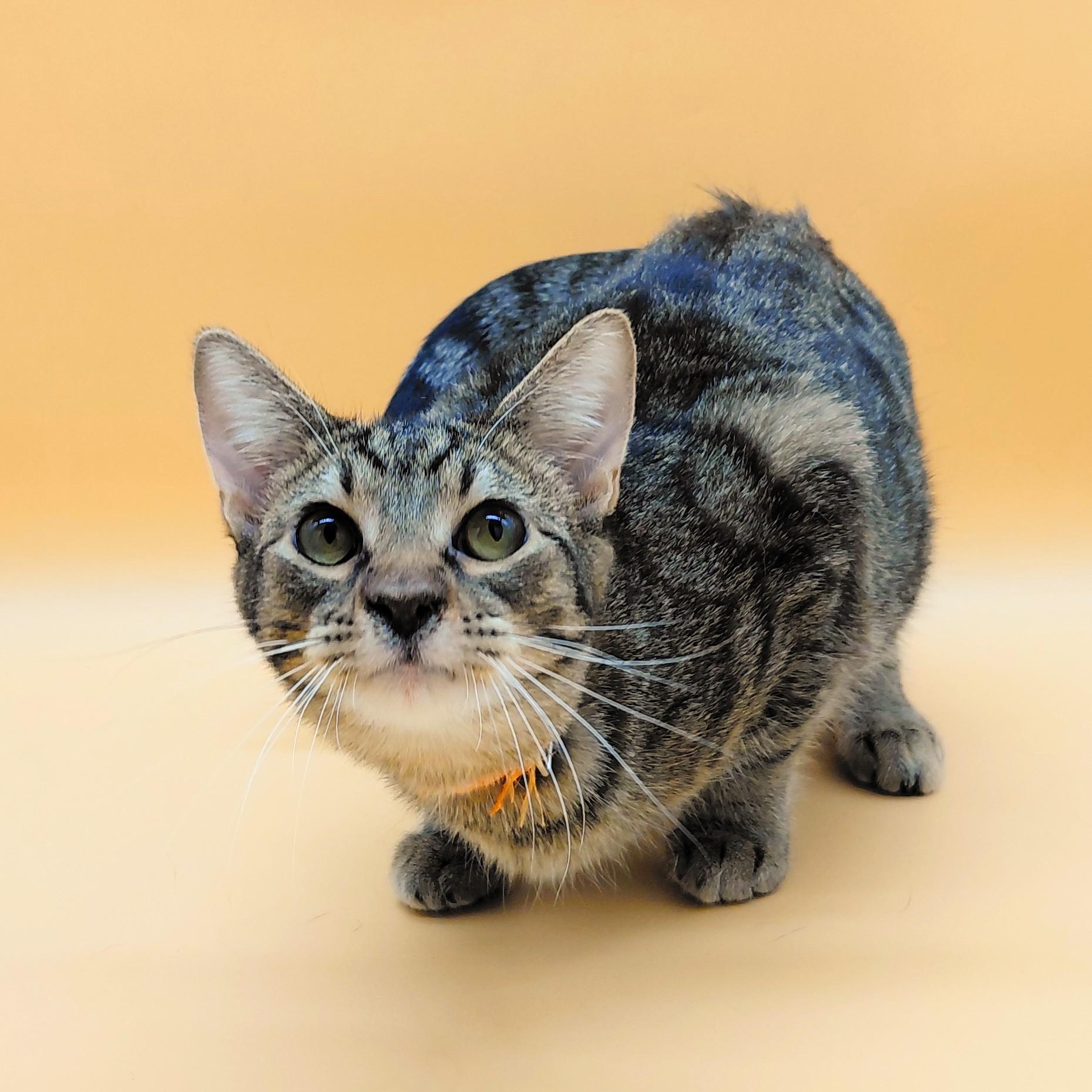 Twister — thumbnail 3