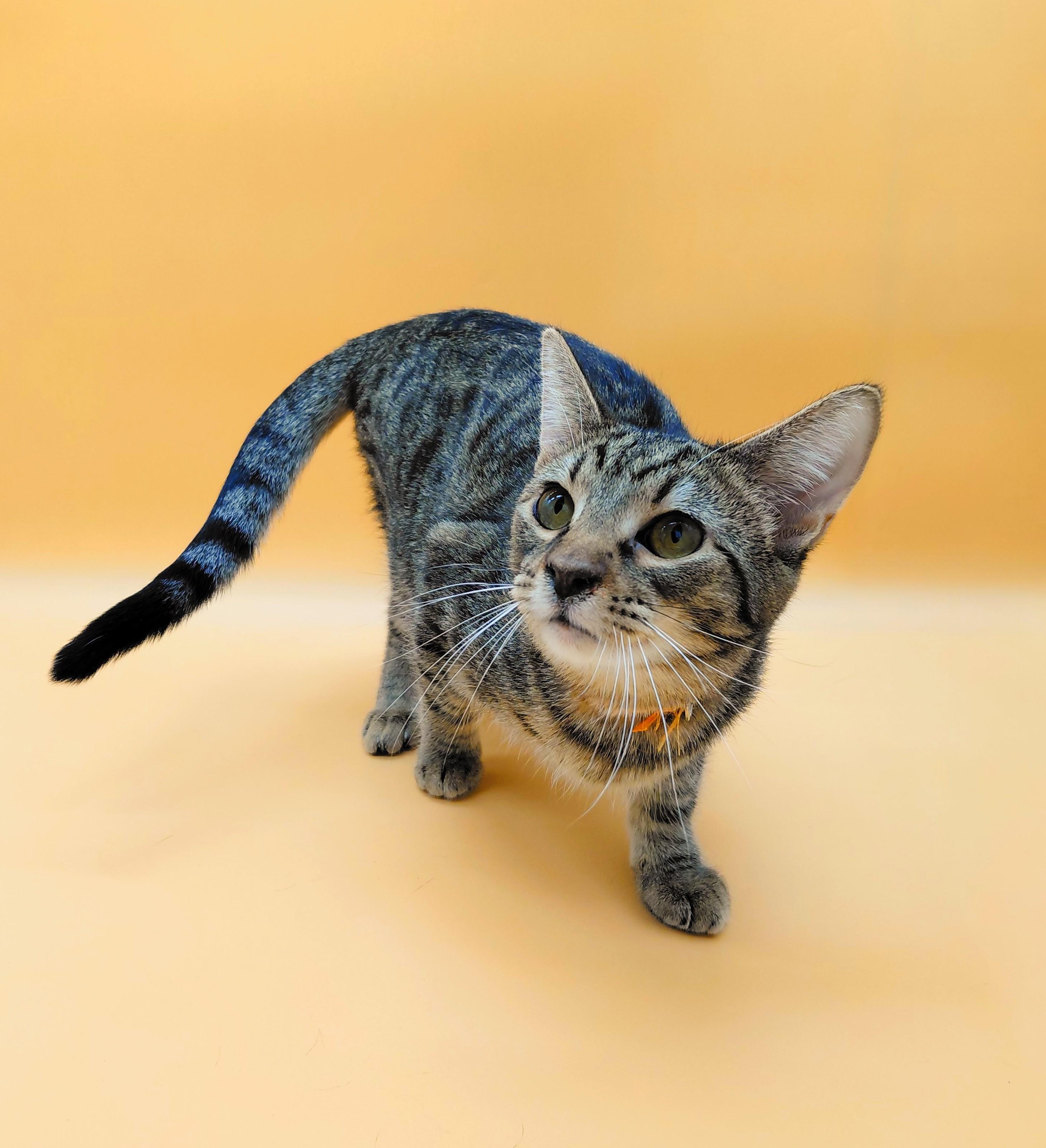 Twister — thumbnail 4