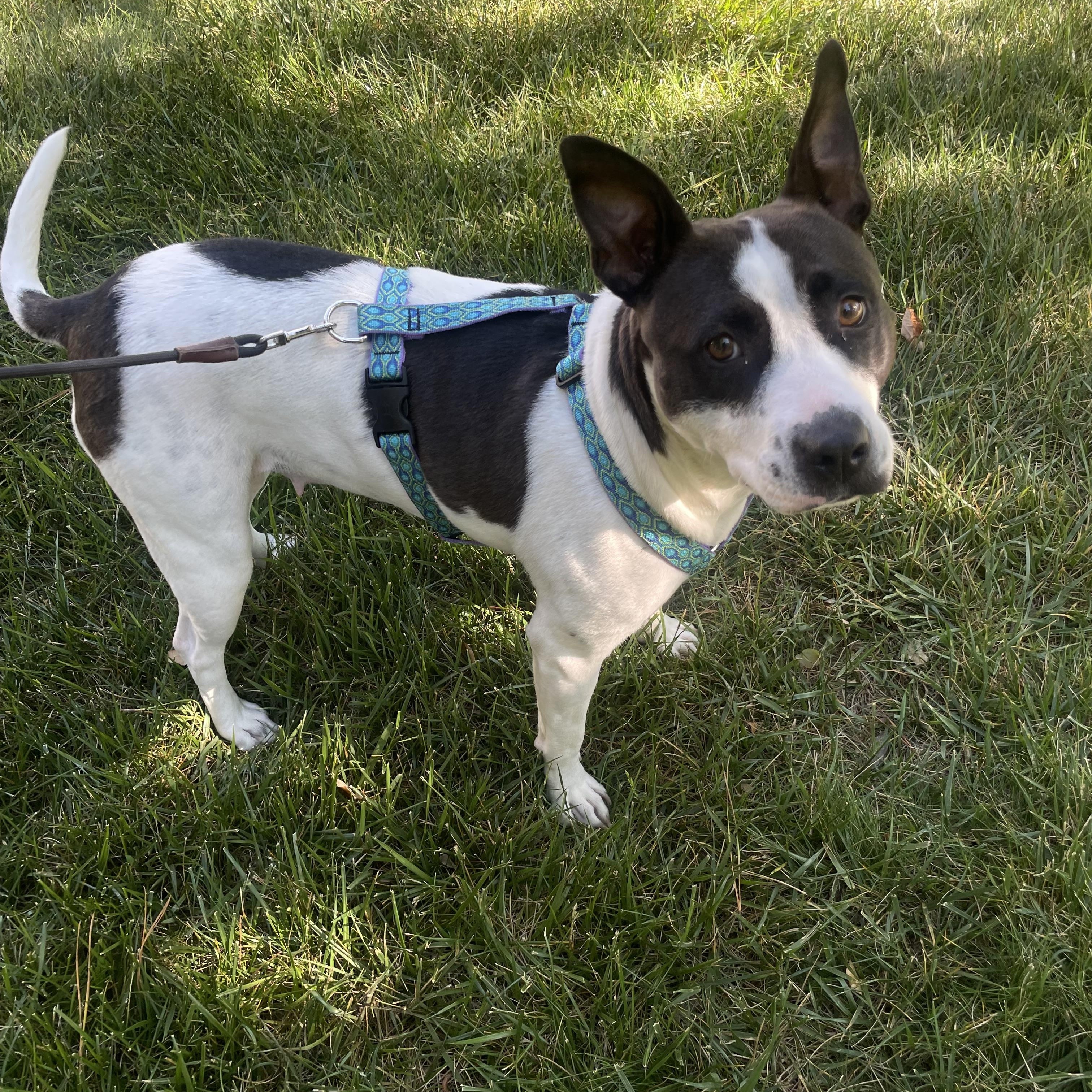 Enlarge Diamond, a ADOPTABLE American Staffordshire Terrier in Lancaster, SC image 1/1