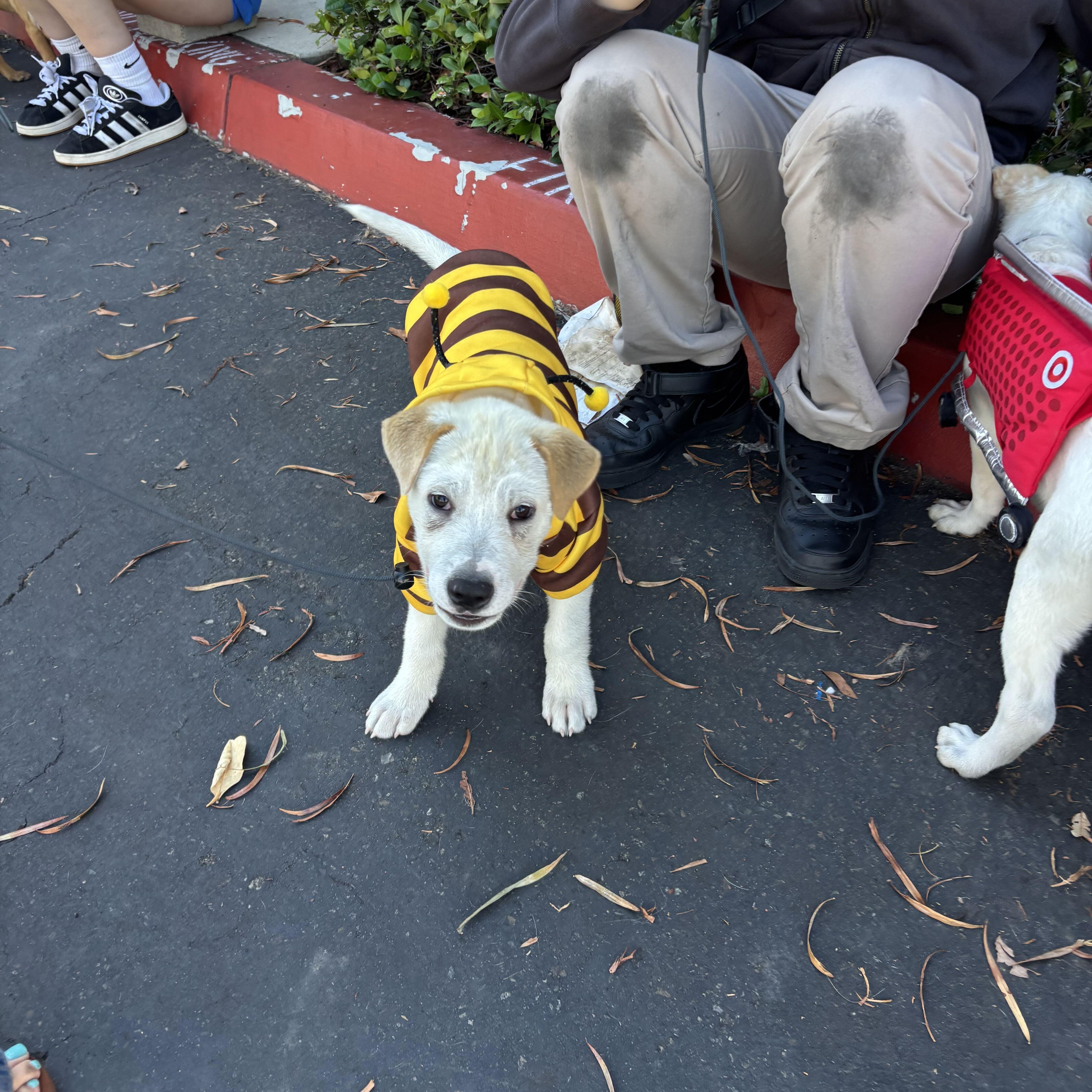 Enlarge Timber, a Adoptable mixed breed in Rancho Santa Margarita, CA image 2/4