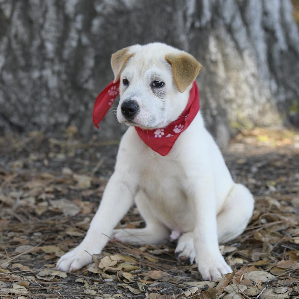 Enlarge Timber, a Adoptable mixed breed in Rancho Santa Margarita, CA image 3/4