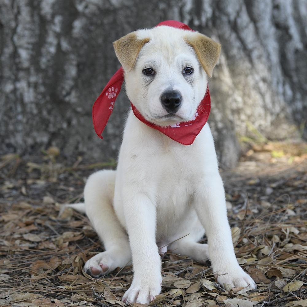 Timber, Adoptable, Puppy Male Australian Shepherd & Shar-Pei.
